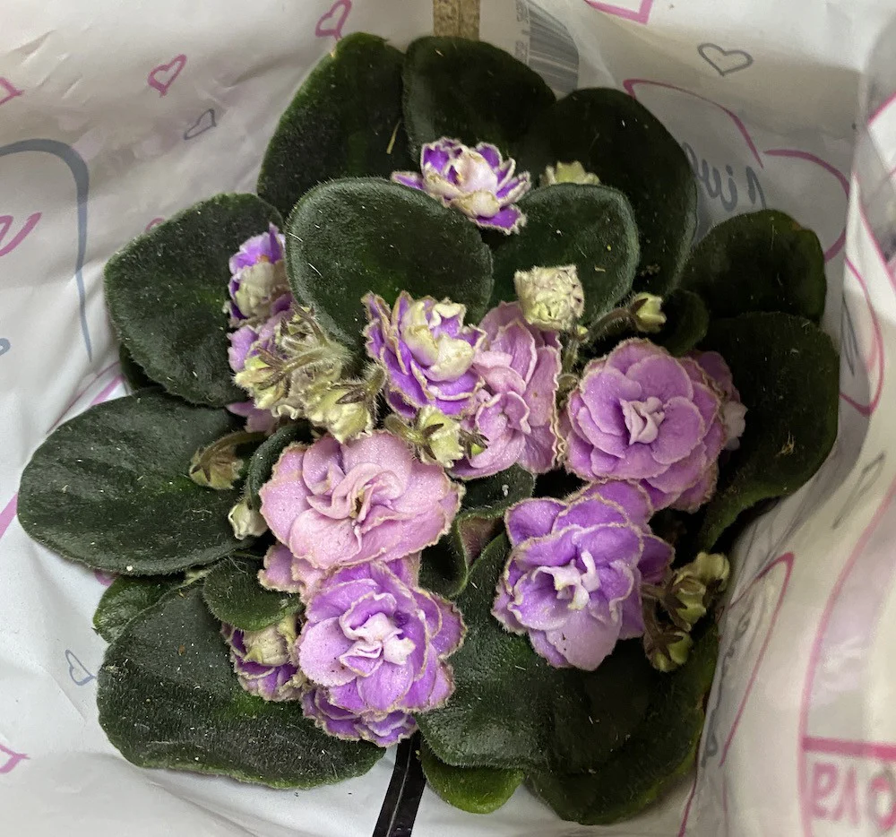 Violete cu floare dubla lila – Saintpaulia Inova Wave Sky Wave