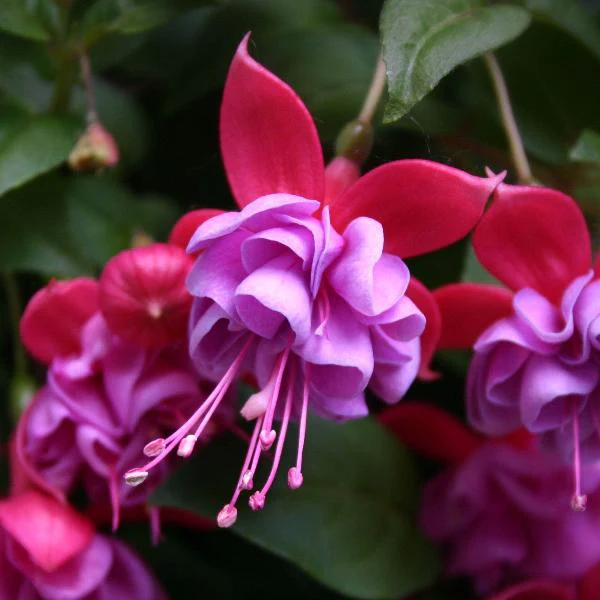Fuchsia 'Heidi Ann’ – cercelusi de gradina cu flori duble roz si lila-pal