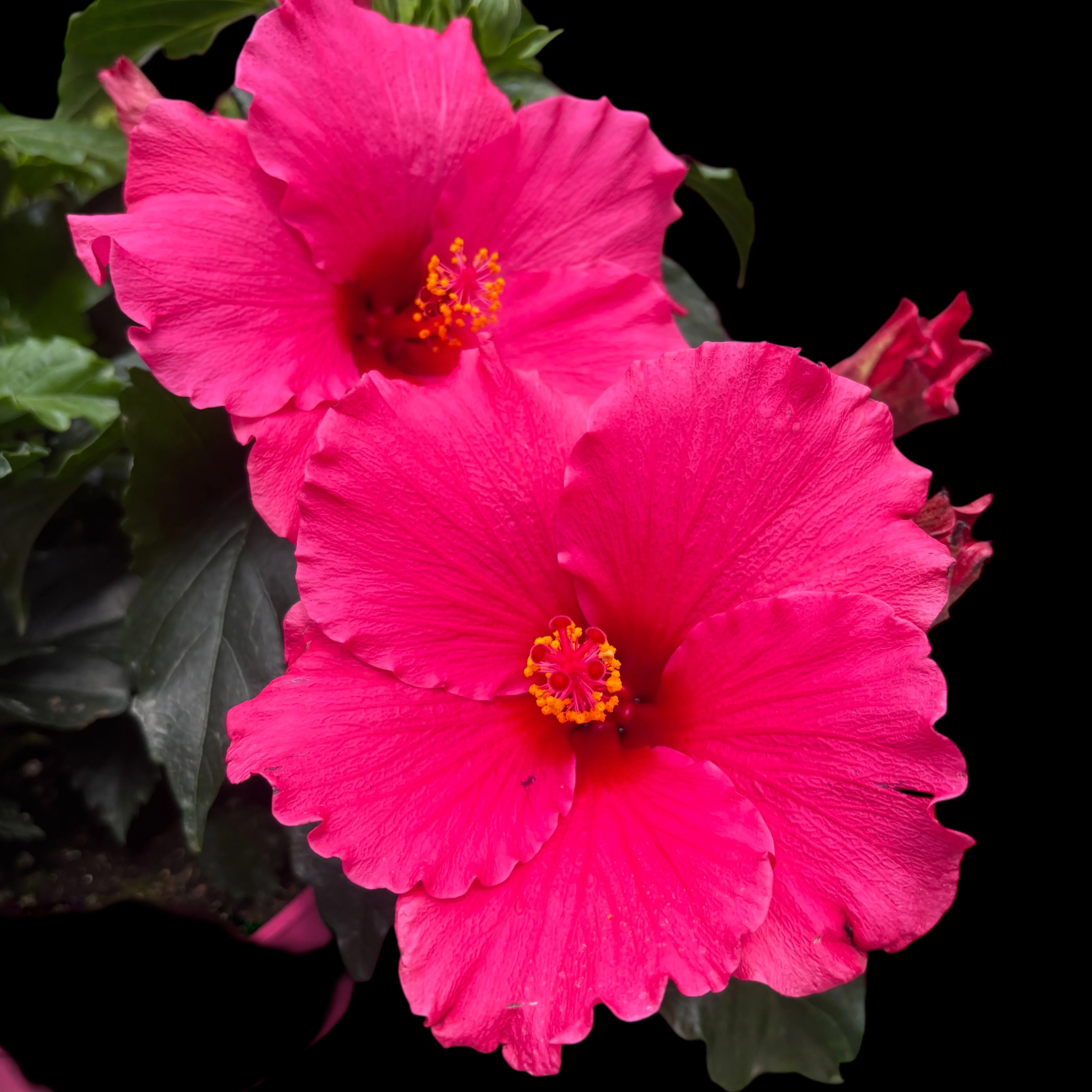 Hibiscus 'Juno’- flori XL roz intens