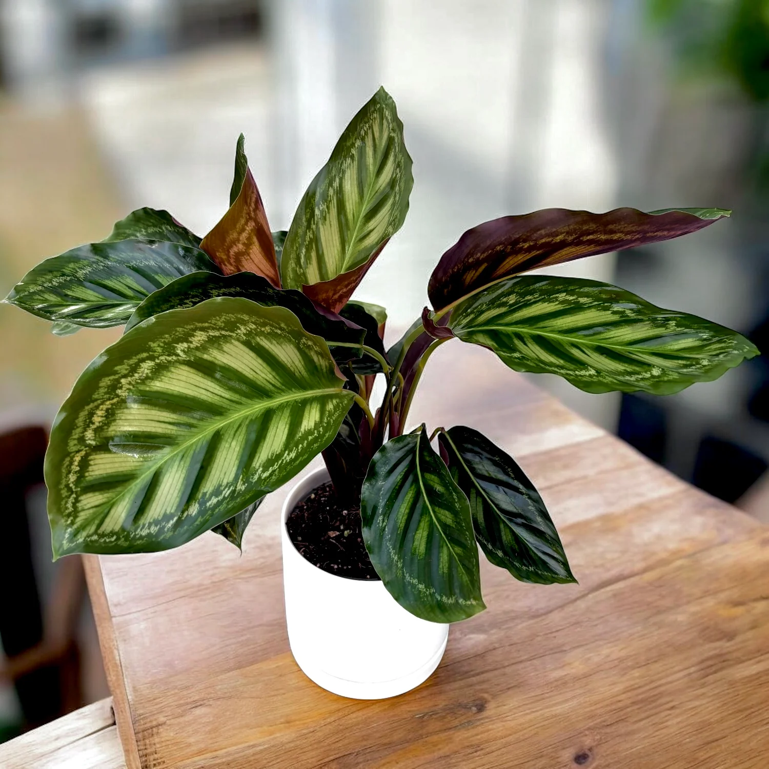 Calathea Flamestar