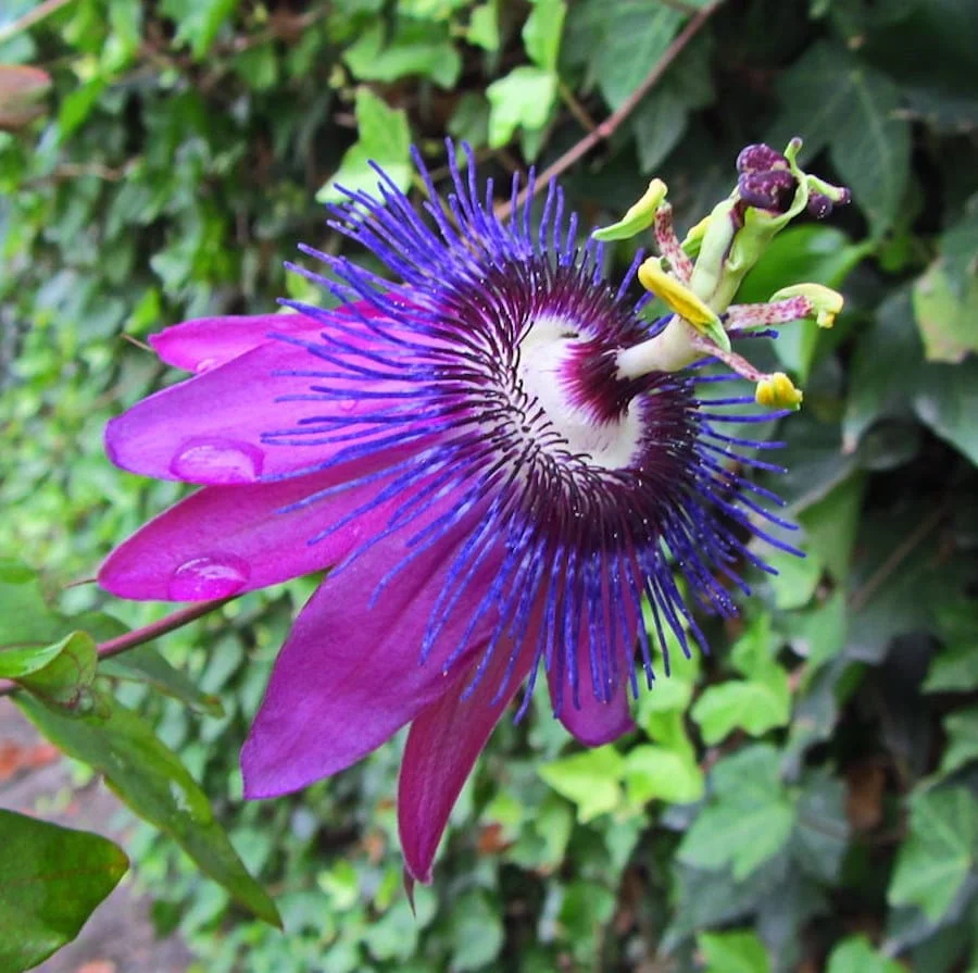 Passiflora 'Beervelde’ (floarea pasiunii)