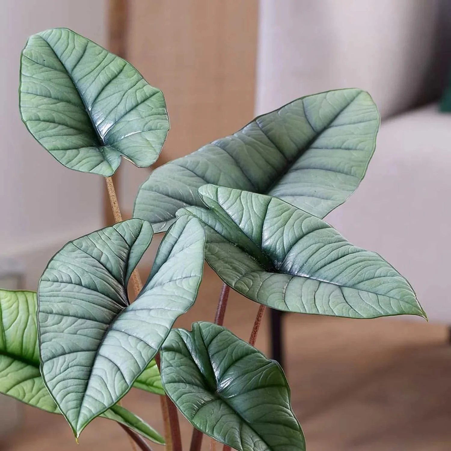 Alocasia 'Platinum’ – varietate rara cu frunzis argintiu-metalizat