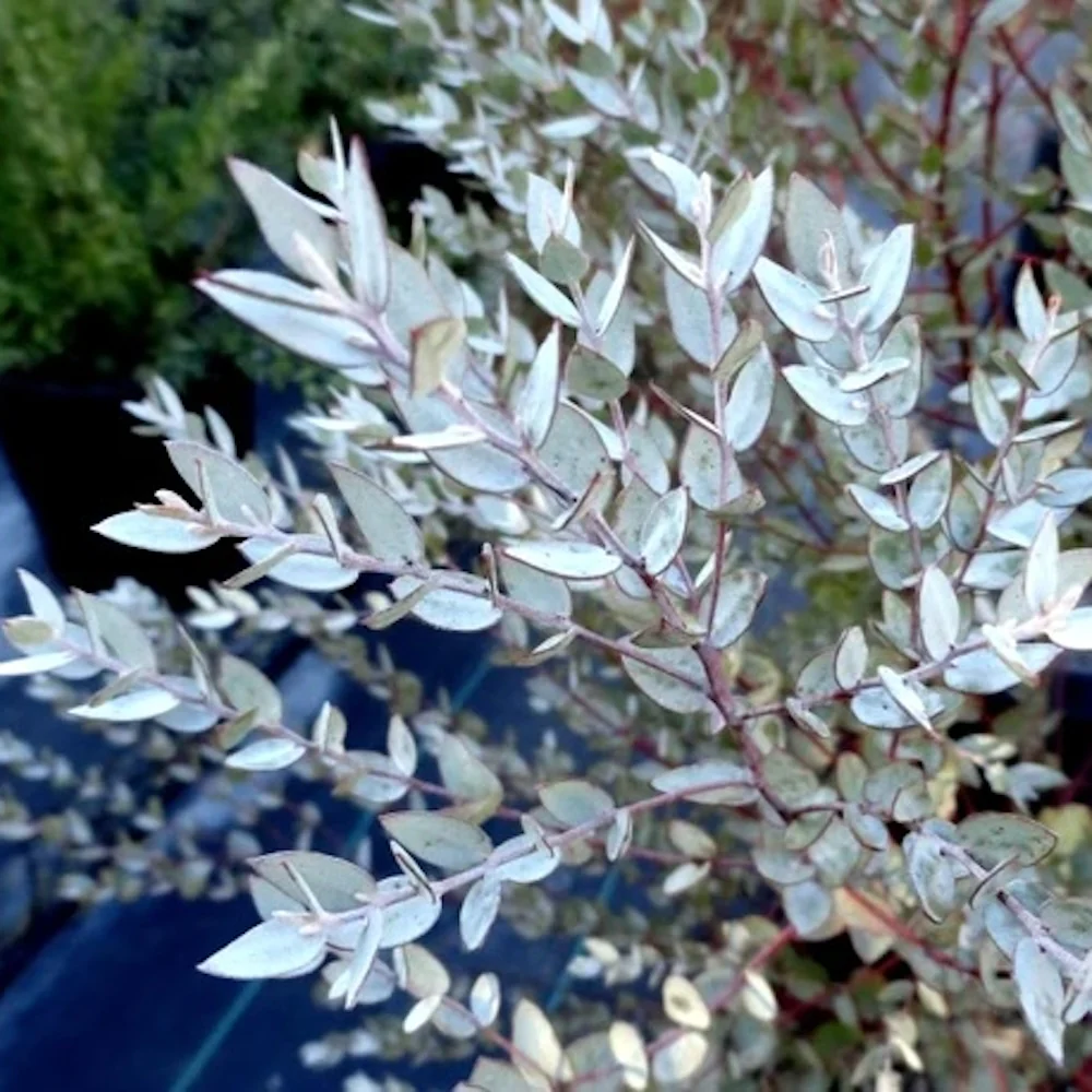 Eucalipt – Eucalyptus 'Moon Lagoon’ bush (cultivar pitic)