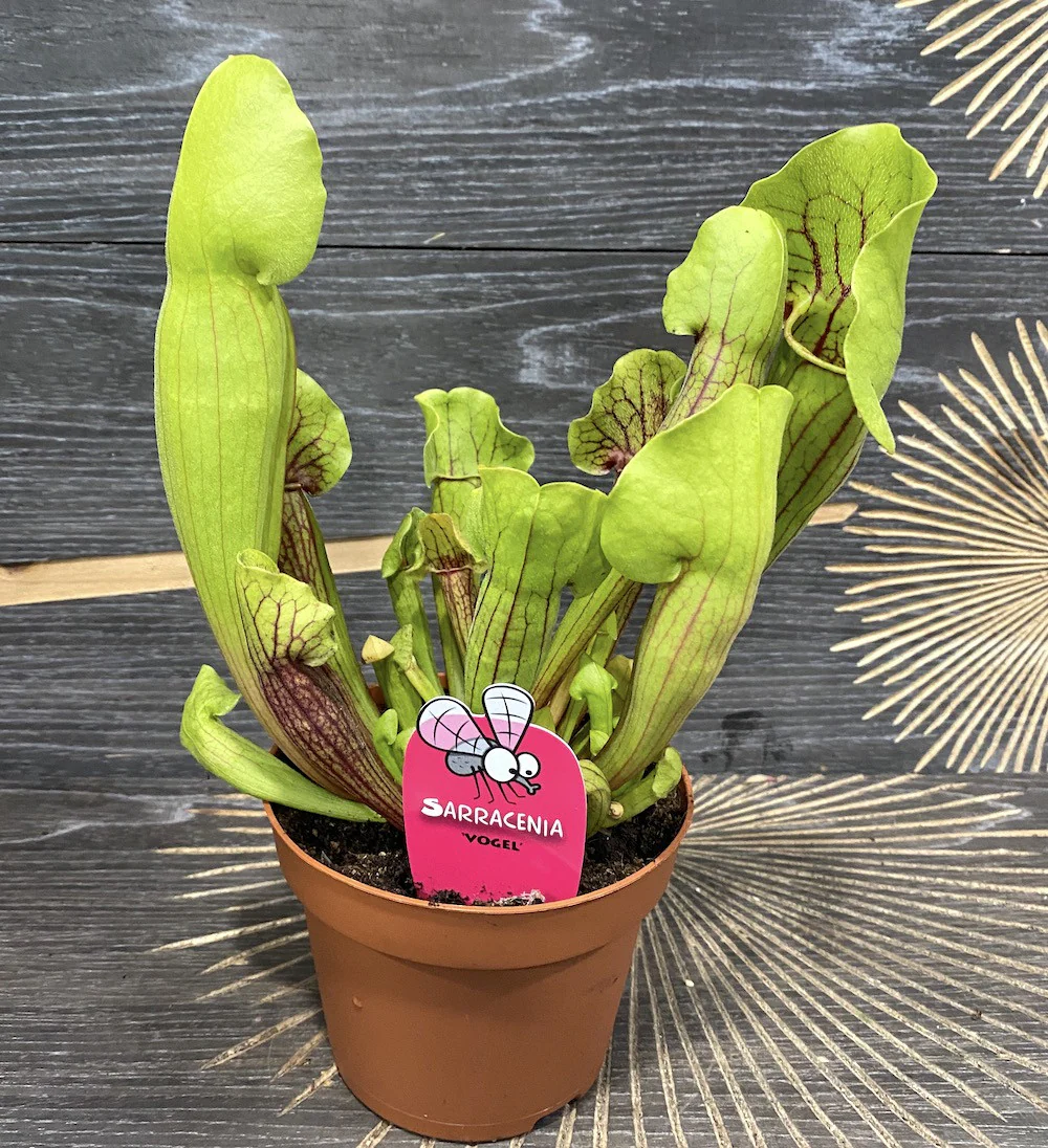Sarracenia Vogel XL – Planta Ulcior
