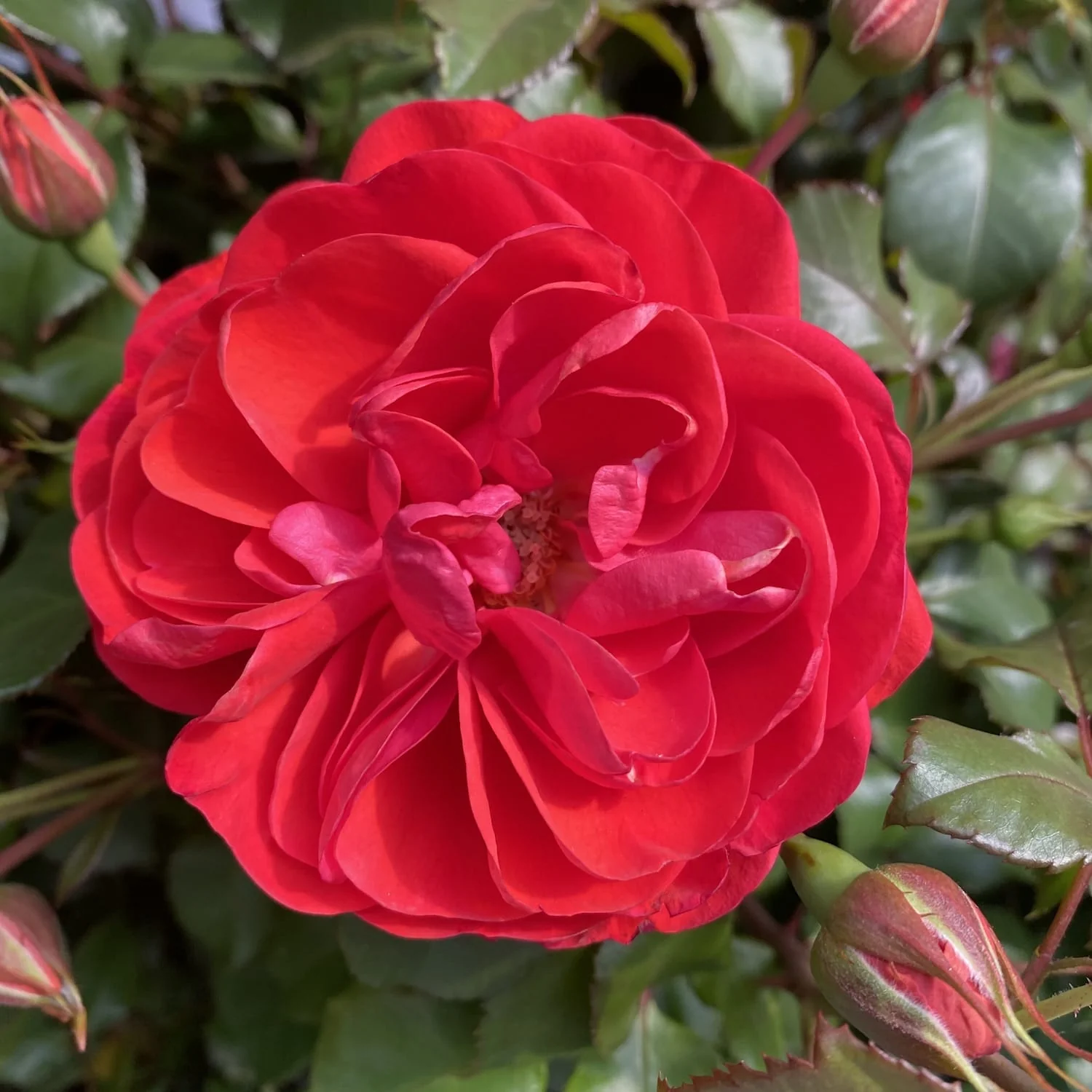 Rosa Castle 'Dover’ – Trandafir floribunda, parfumat