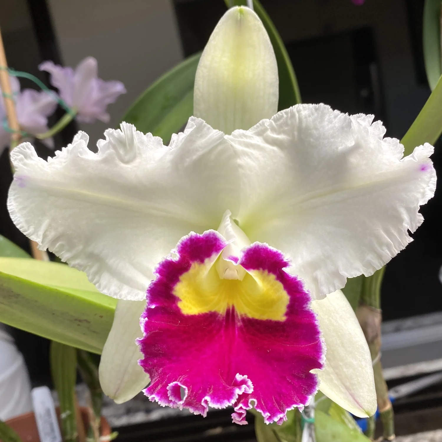Cattleya Orglade’s Grand