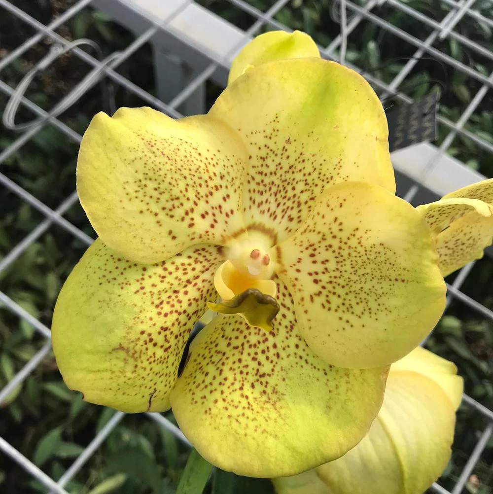 Vanda SUNANDA Citronella