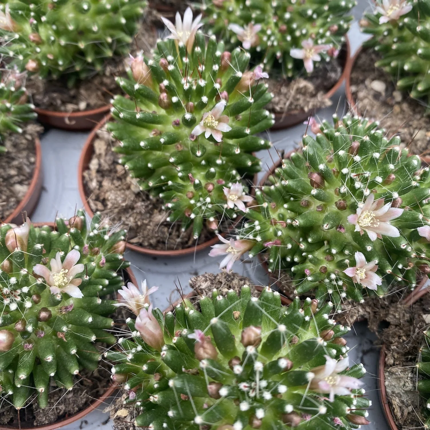 Mammillaria painterii – cactus miniatural rar, cu spini fini si flori delicate