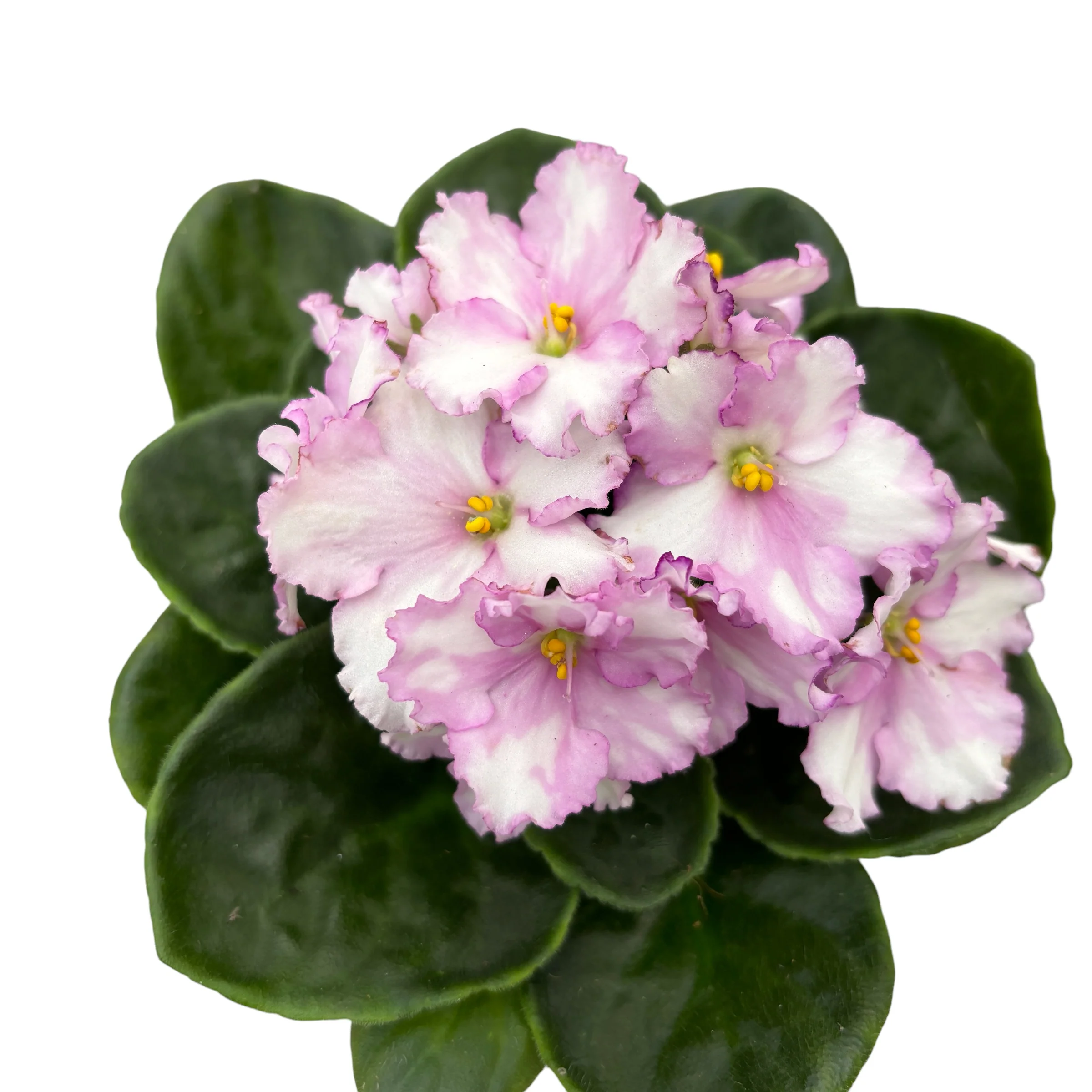 Saintpaulia Inova Spectra Lieke – violete africane