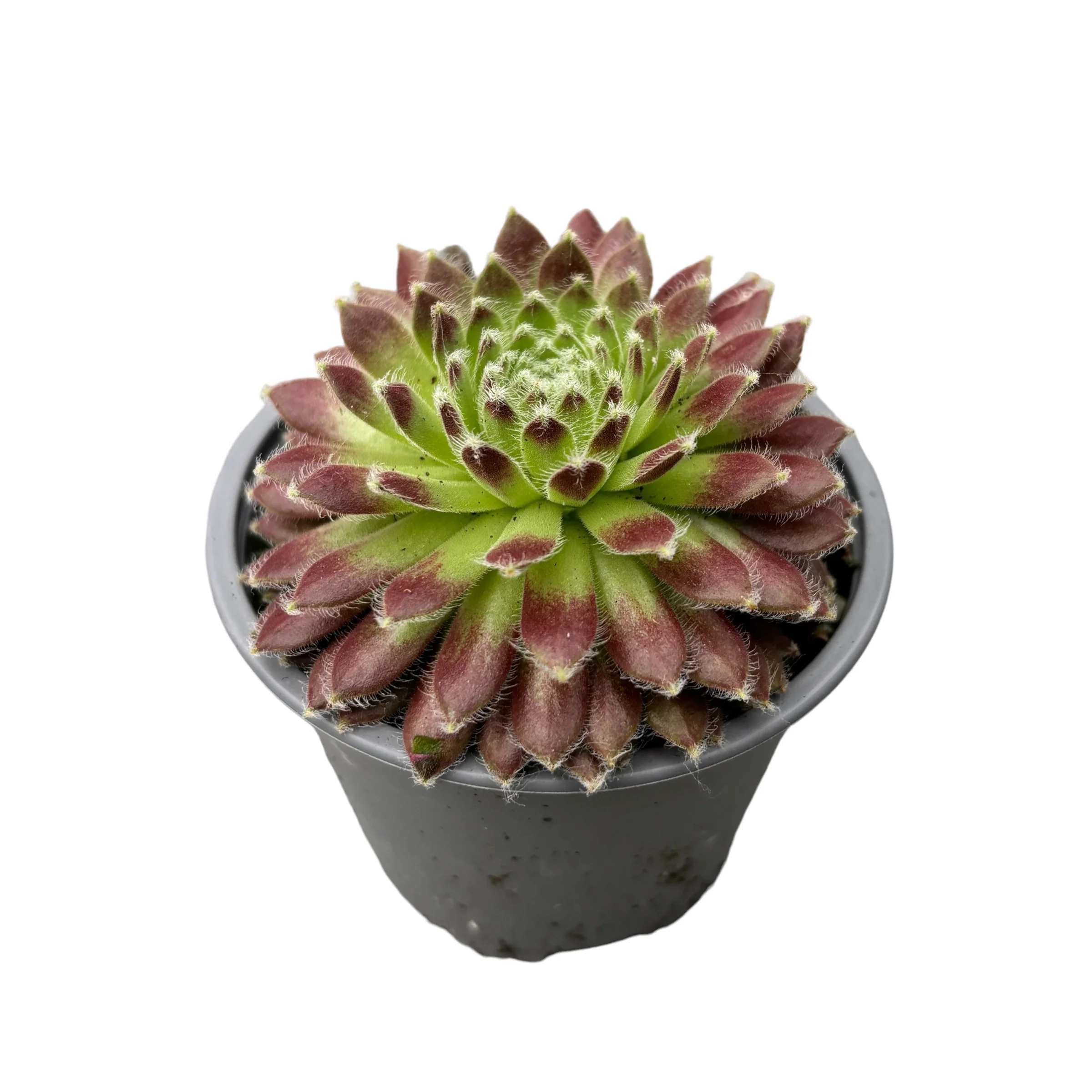 Sempervivum 'Lyon’ (planta urechelnita)