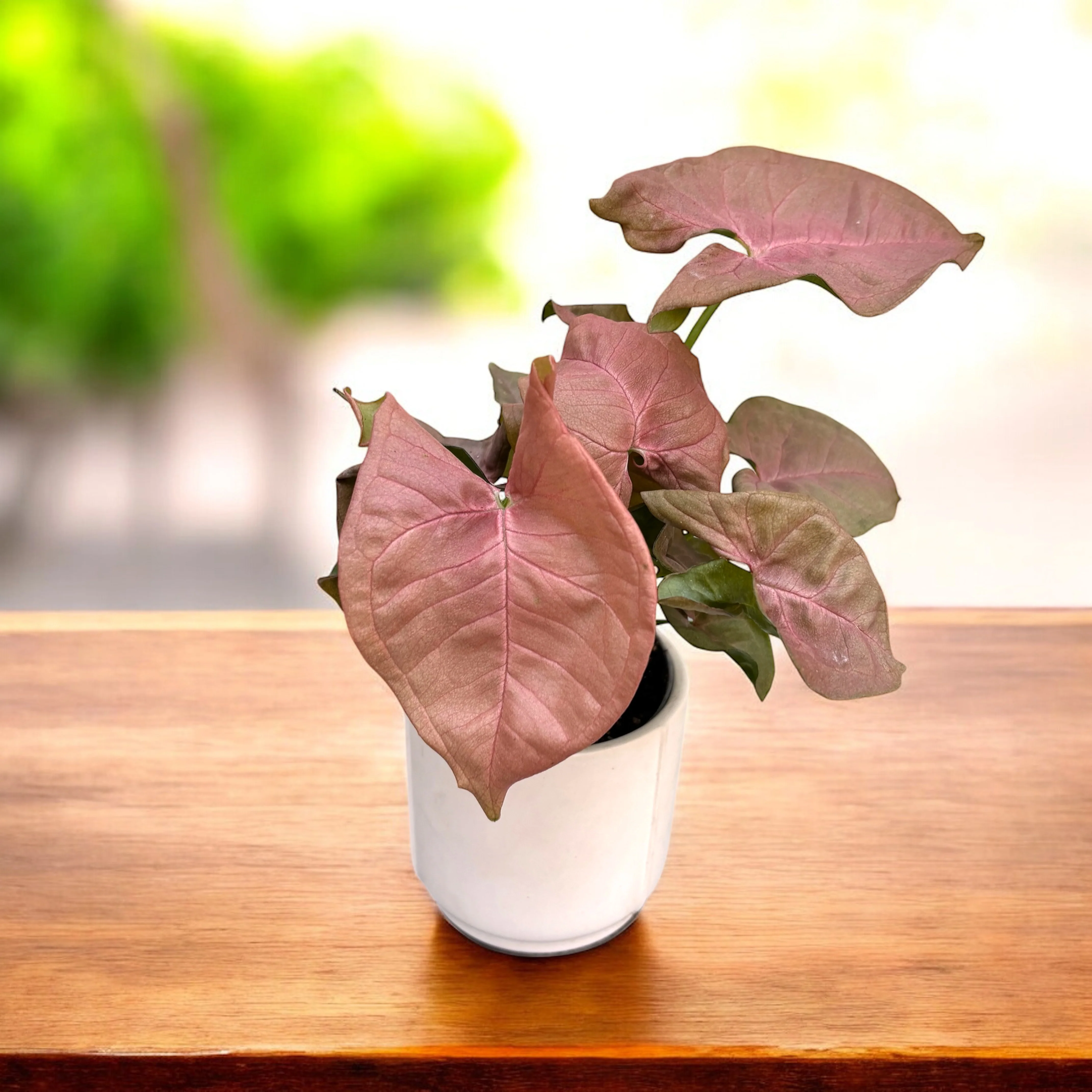 Syngonium Neon Robusta (Red King) babyplant