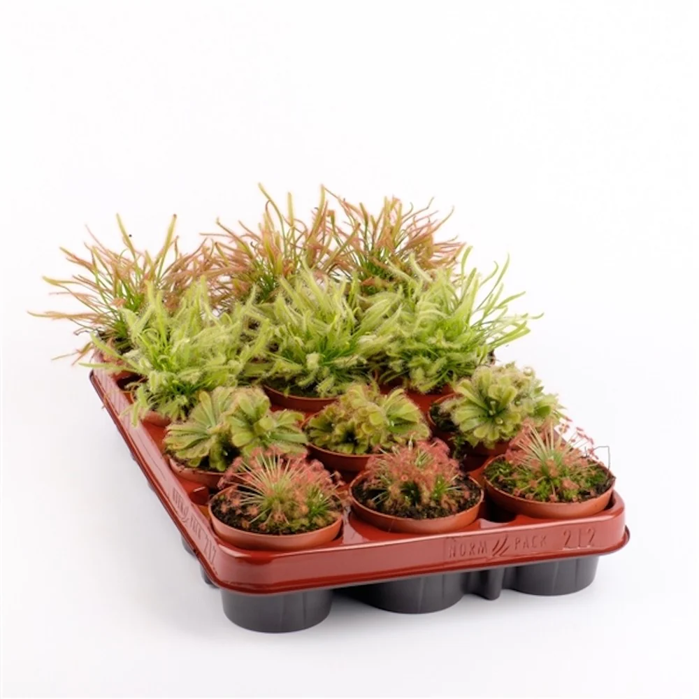 Drosera mix – Roua cerului