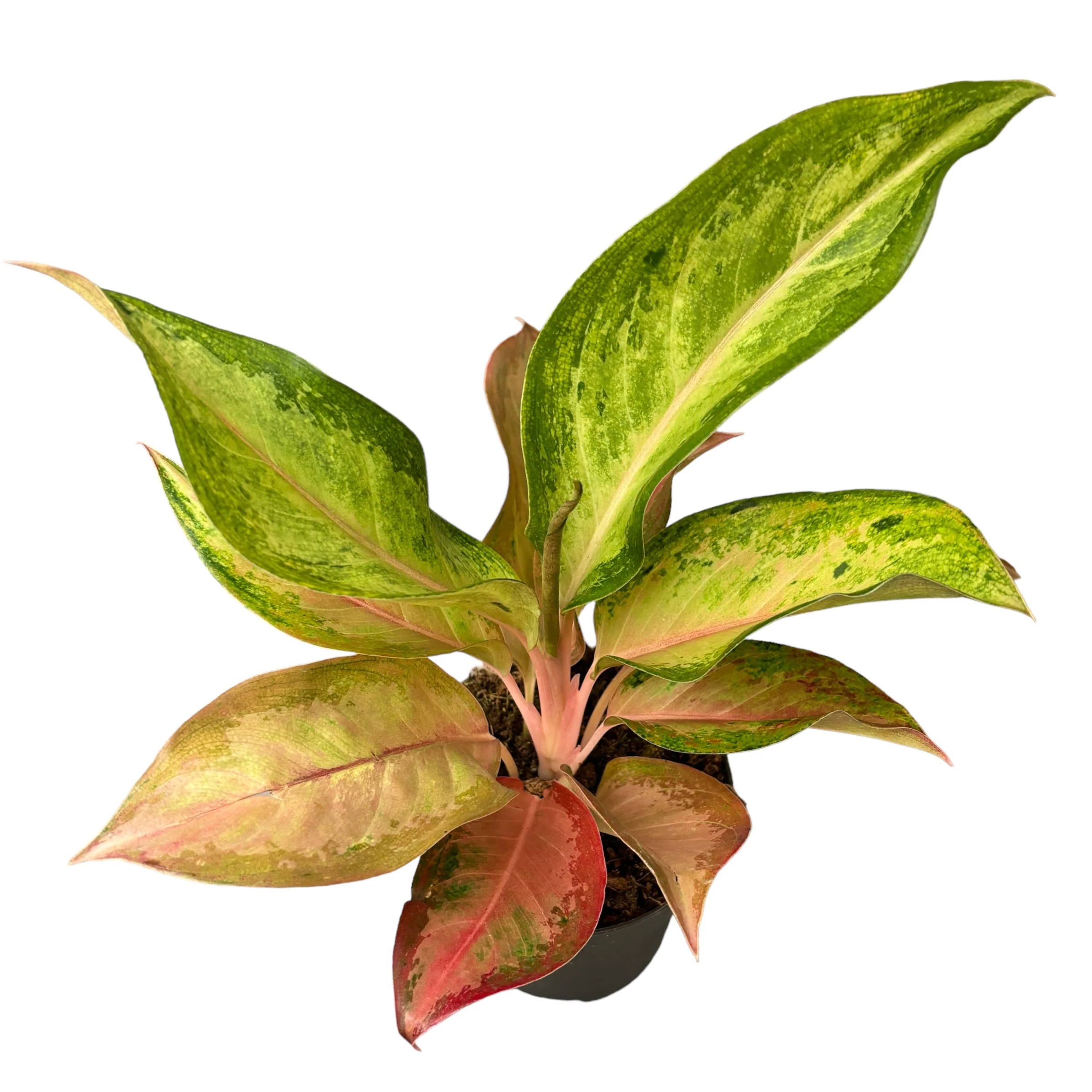 Aglaonema 'Guave Pink’