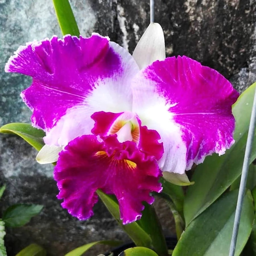 Cattleya Chan Hsiu Jewel parfumata