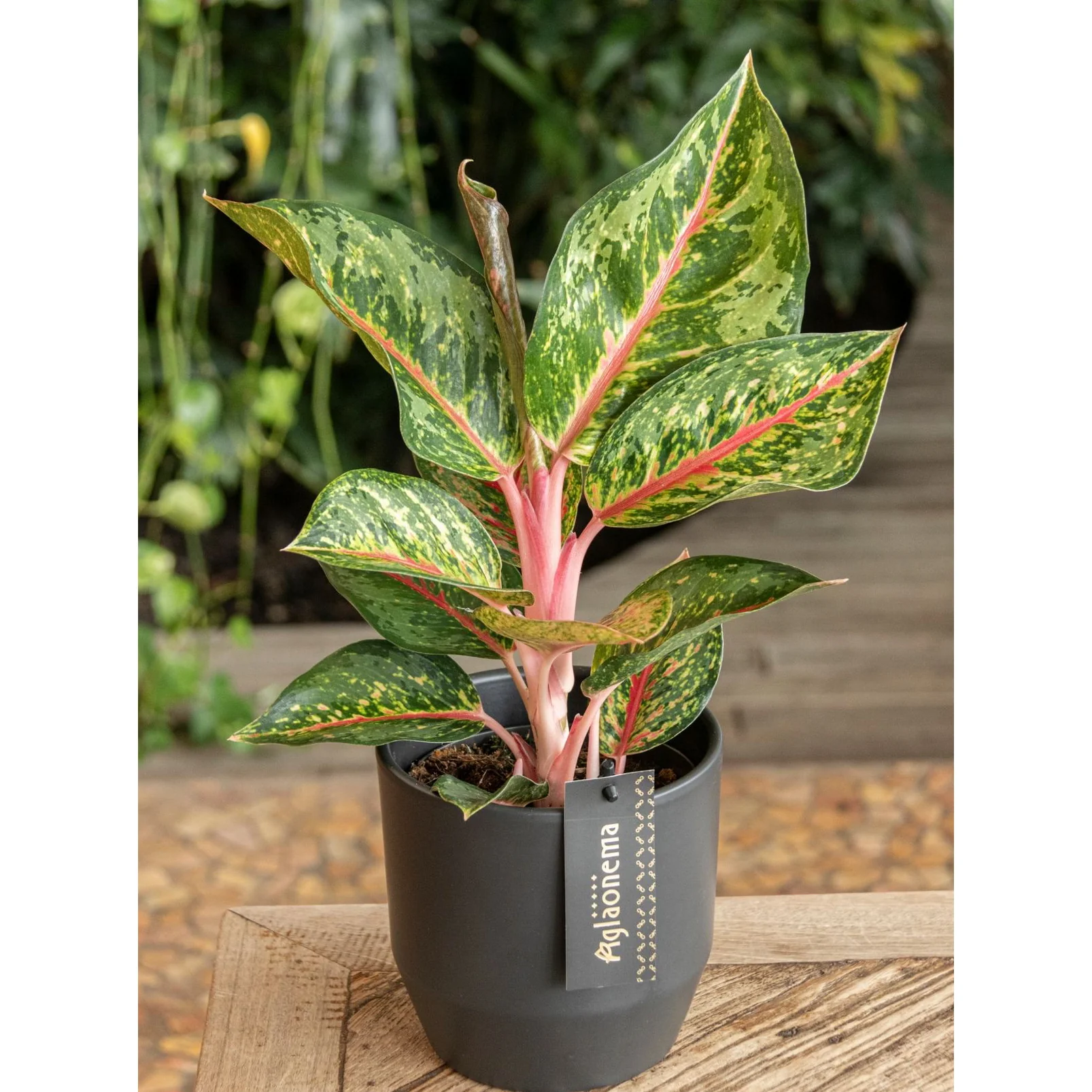 Aglaonema 'Cocomelon’