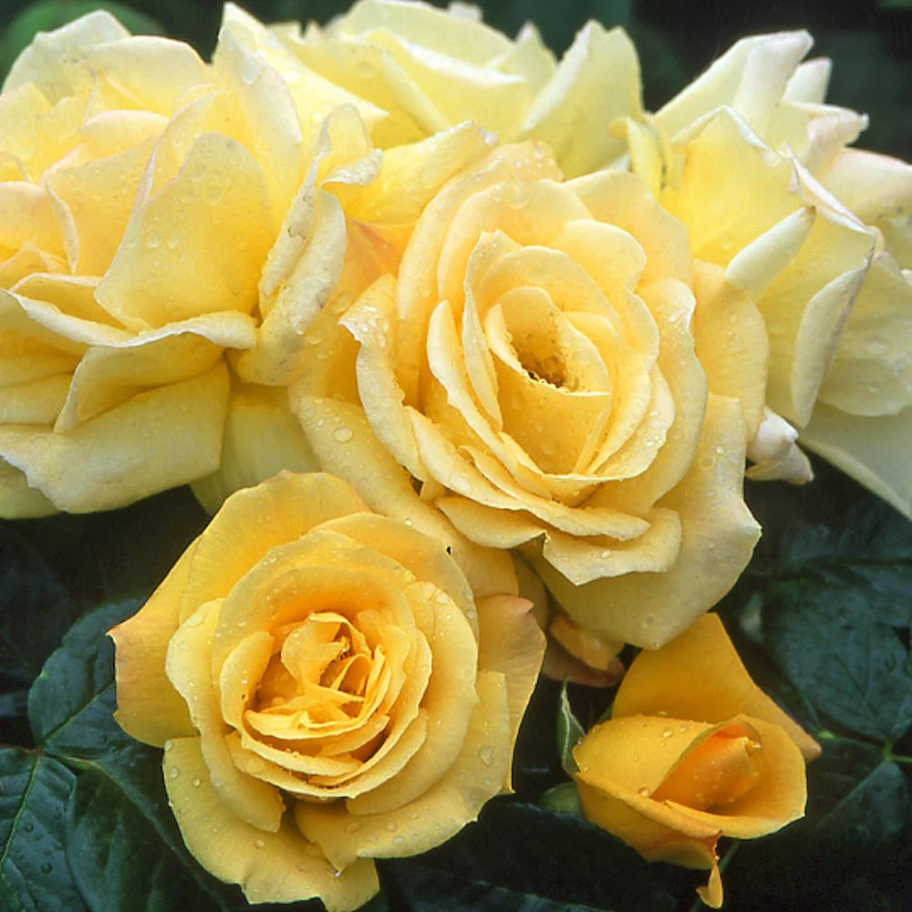 Rosa ‘Arthur Bell’® – Trandafir floribunda, parfum intens
