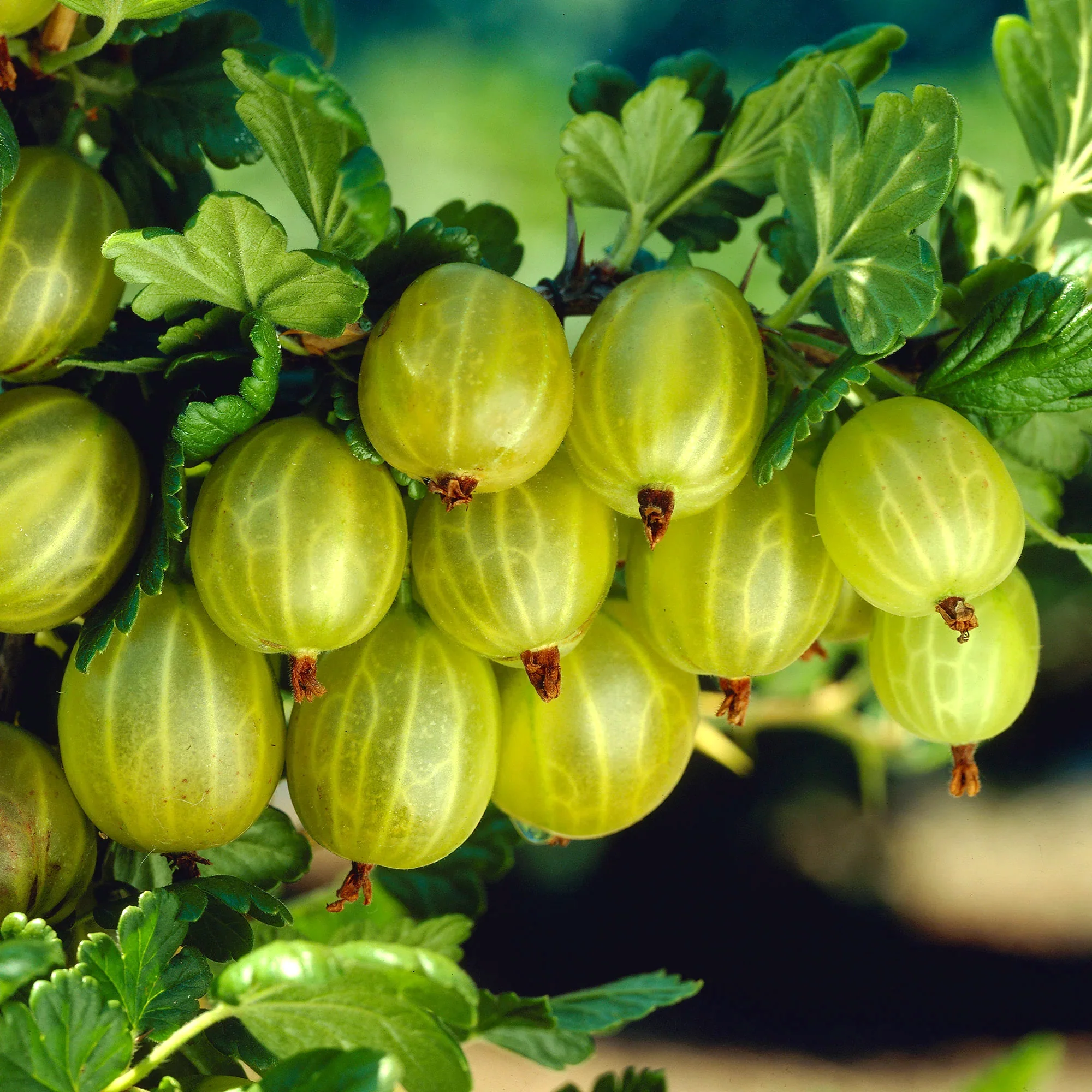 Agris verde fara spini, timpuriu – Ribes uva-crispa 'Lady Sun’ (cultura biologica)