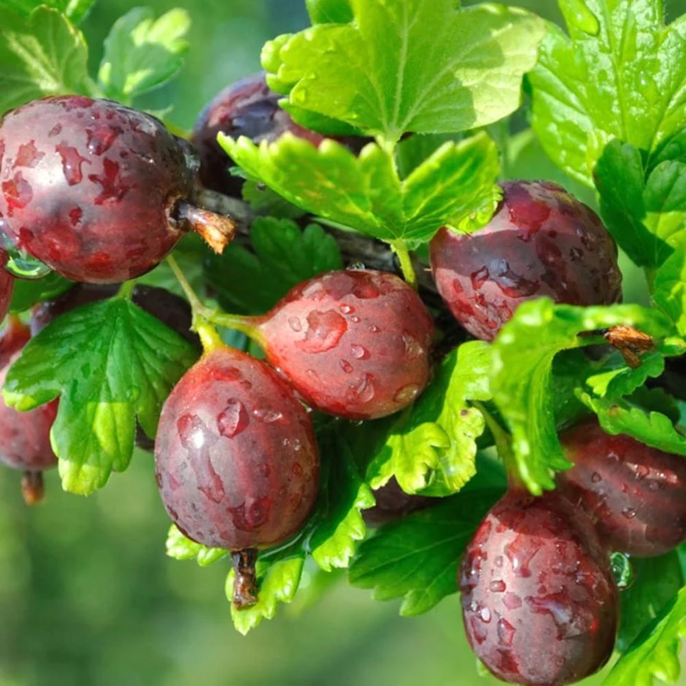 Agris rosu – Ribes uva-crispa 'Red Kamieniar’ (Red Gooseberry)