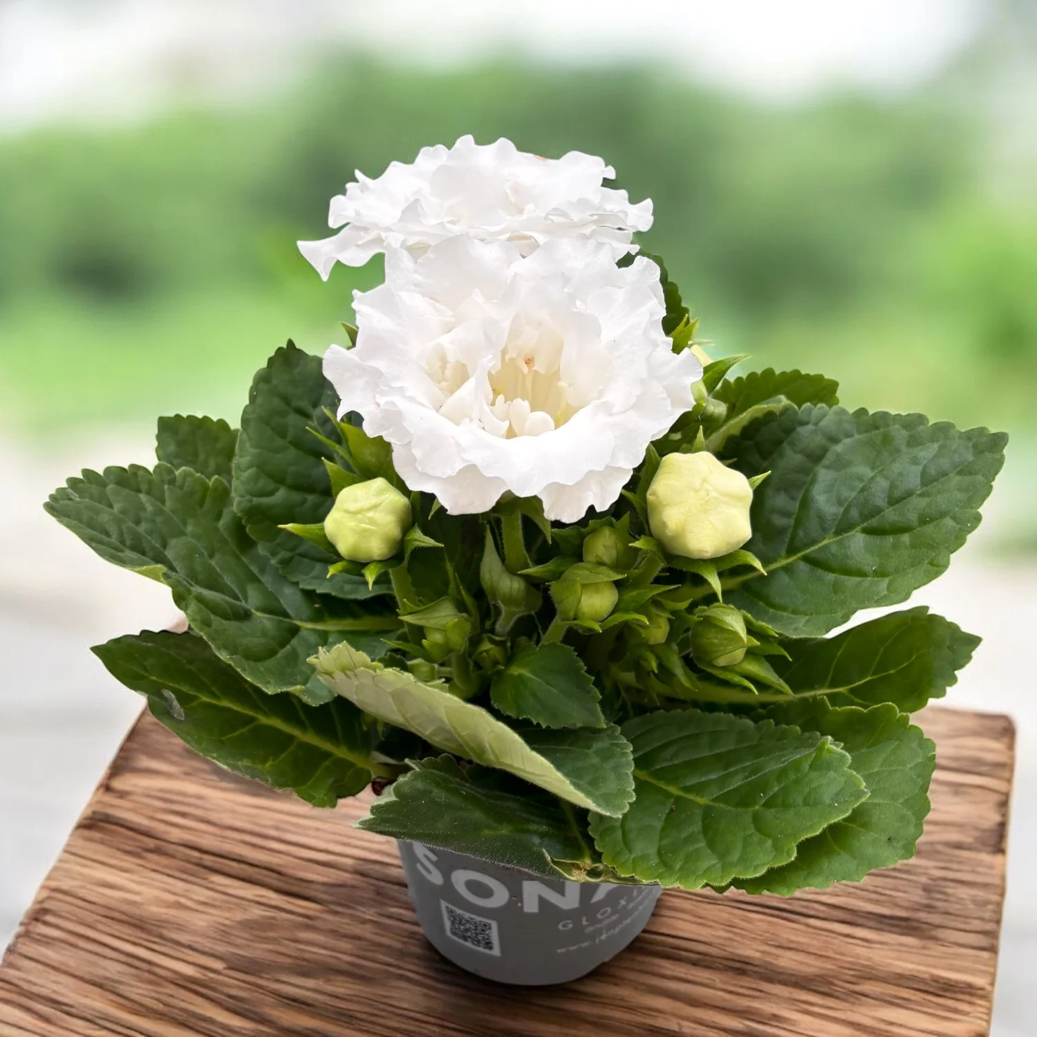 Gloxinia White (Sinningia)