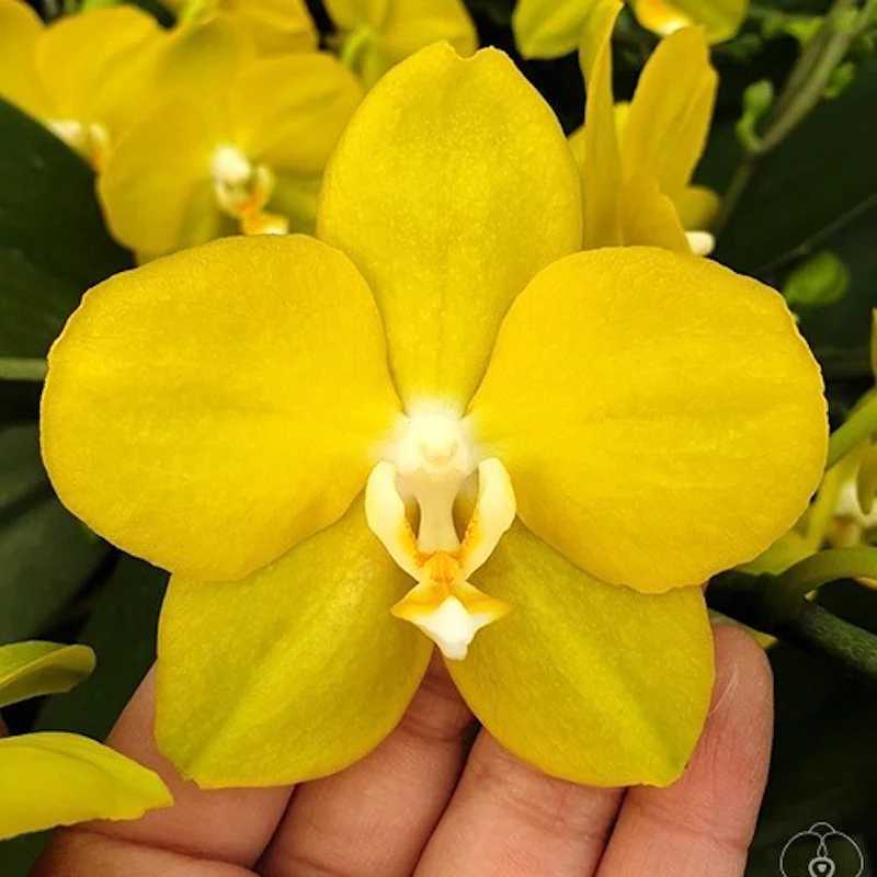 Phalaenopsis I-Hsin Dorothy