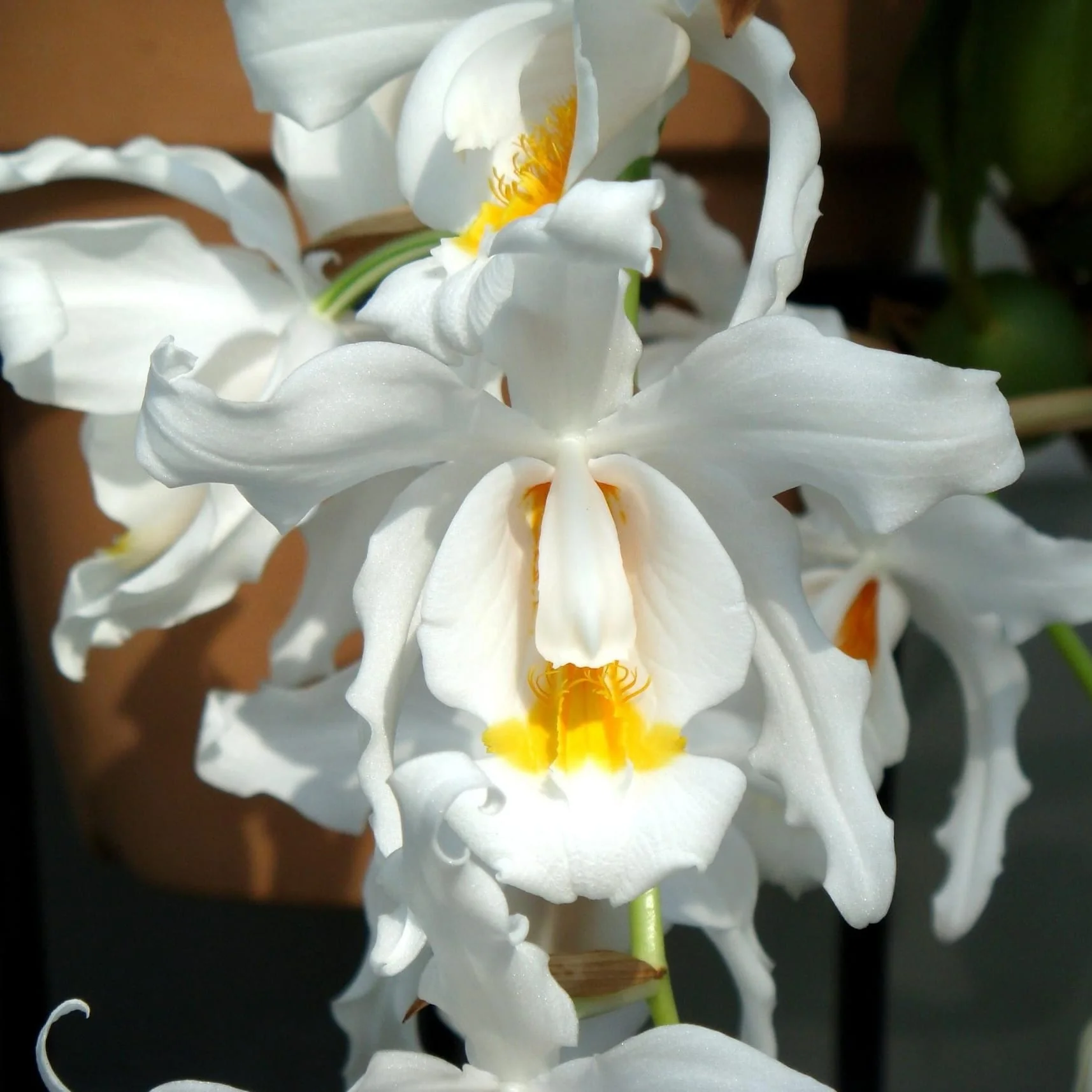 Coelogyne cristata *parfumata