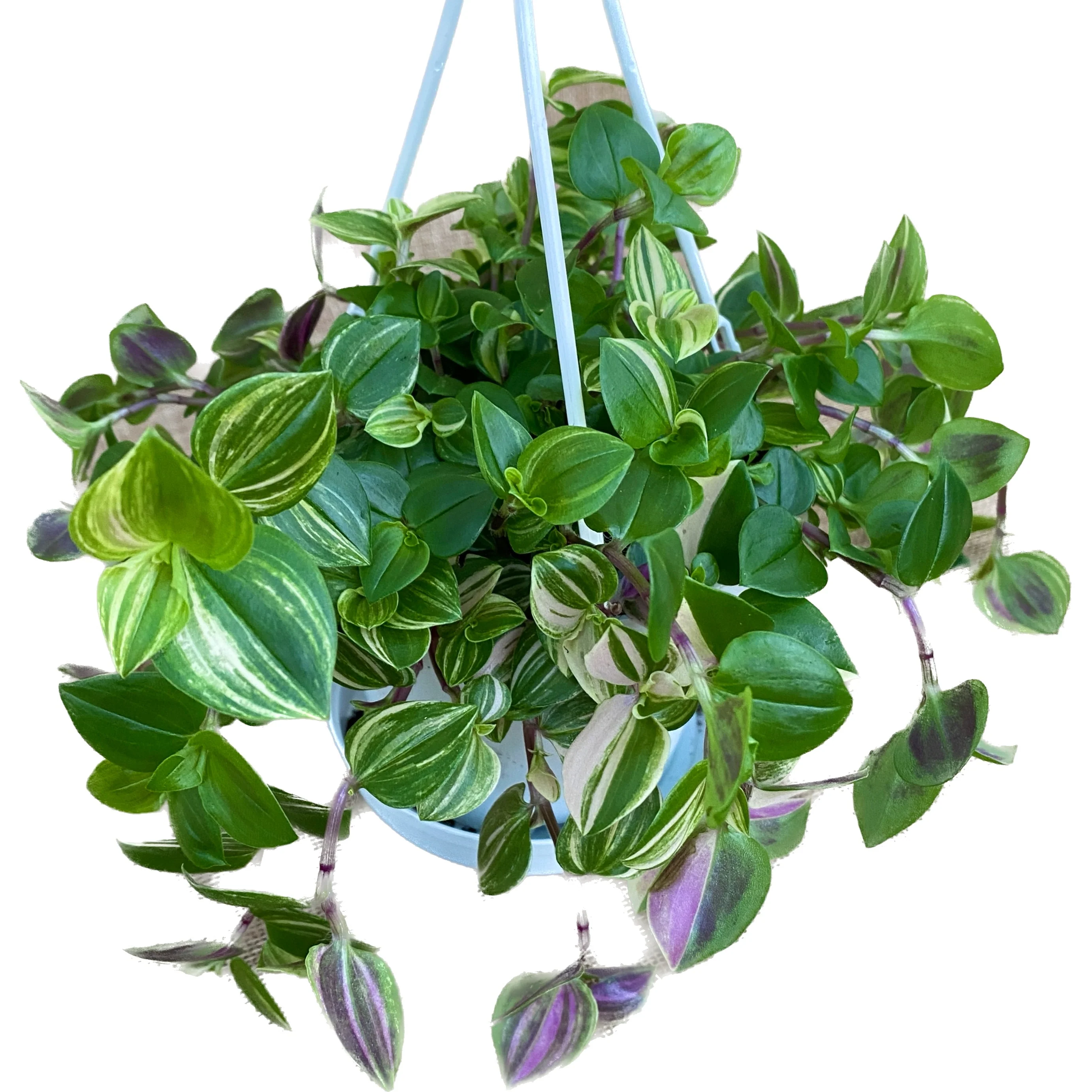 Tradescantia fluminensis 'Quadricolor’