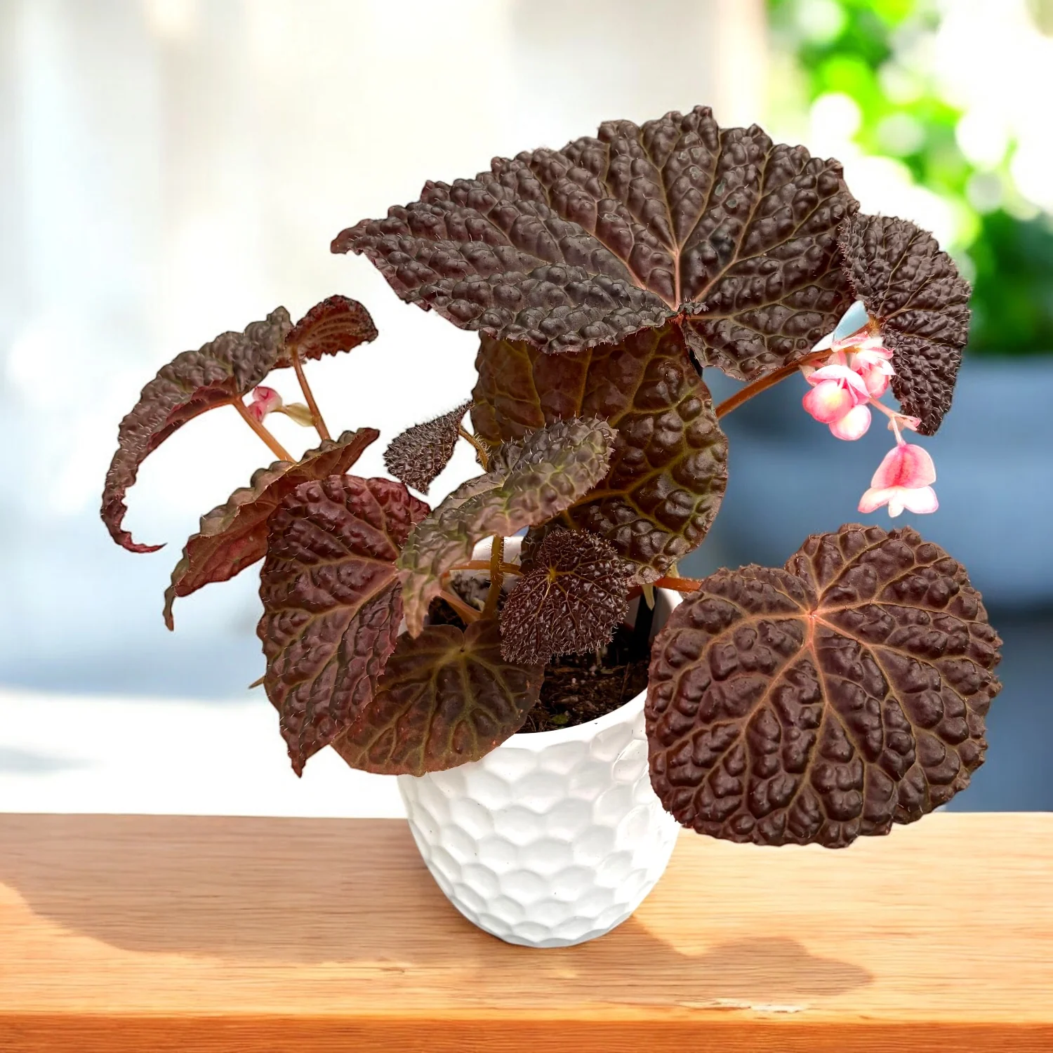 Begonia Baik x Dracopelta