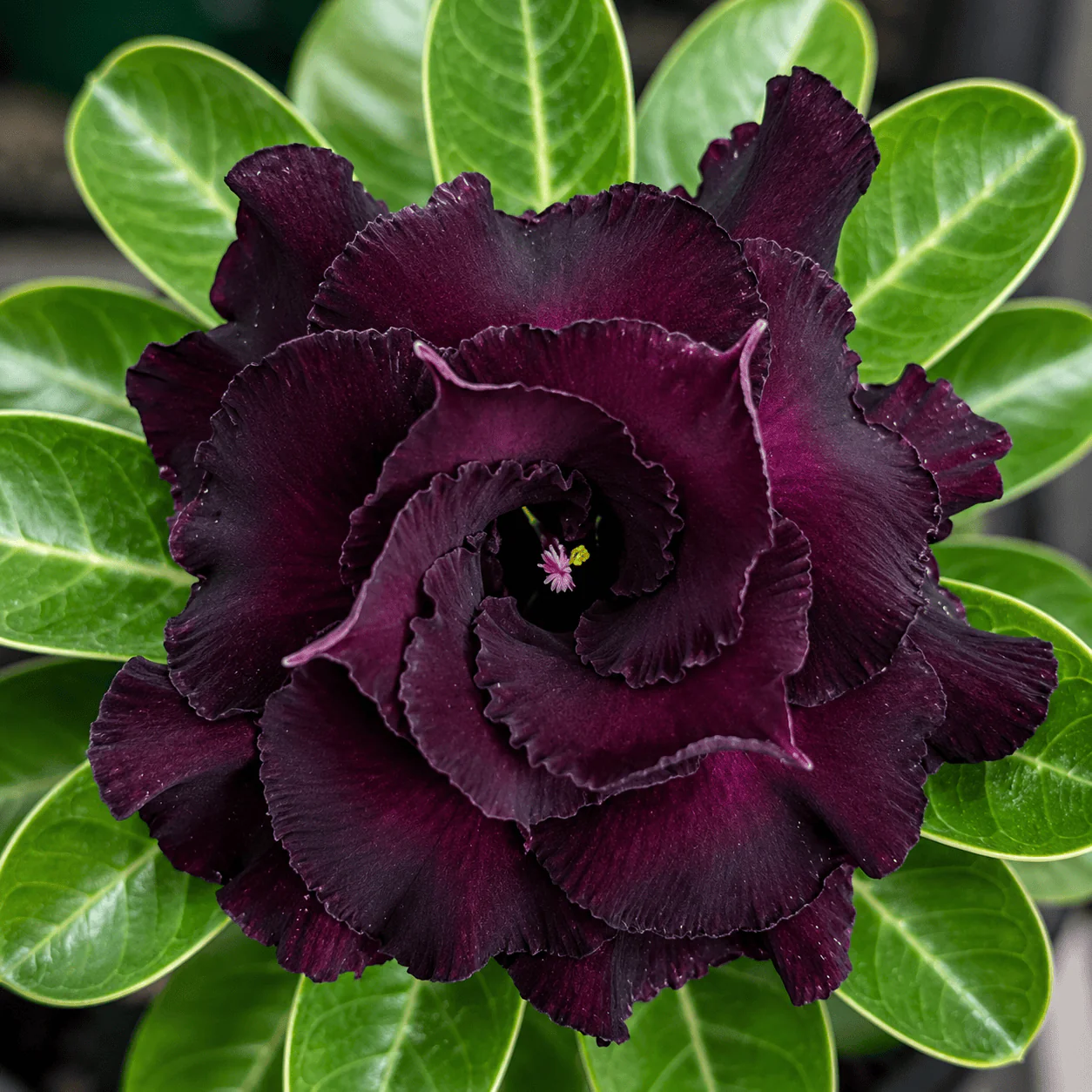 Adenium obesum 'Black Knight’