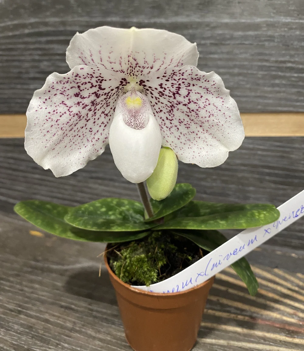 Paphiopedilum thaianum x (niveum x wenshanense) (Secvential/Multiflower)
