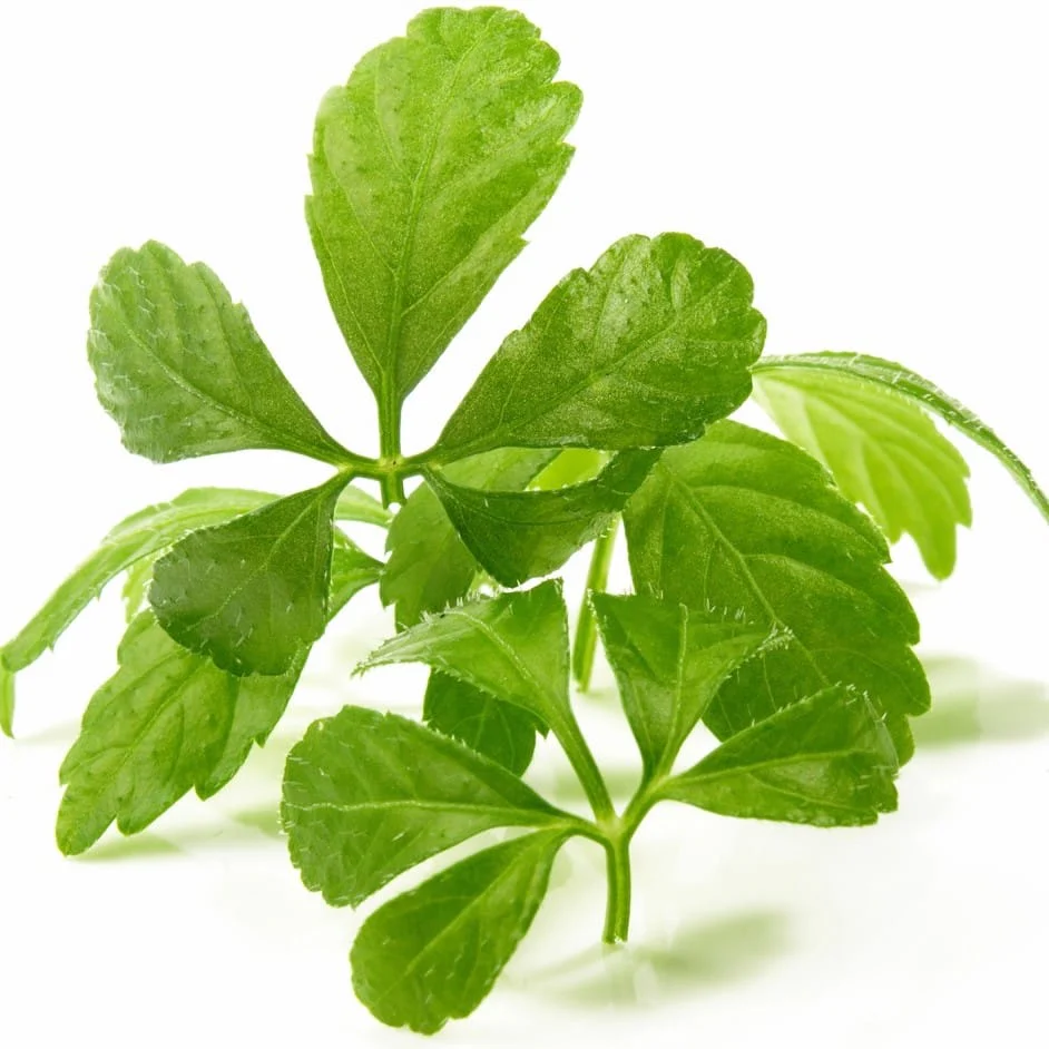 Gynostemma pentaphyllum (jiaogulan, planta nemuririi) – cultura biologica