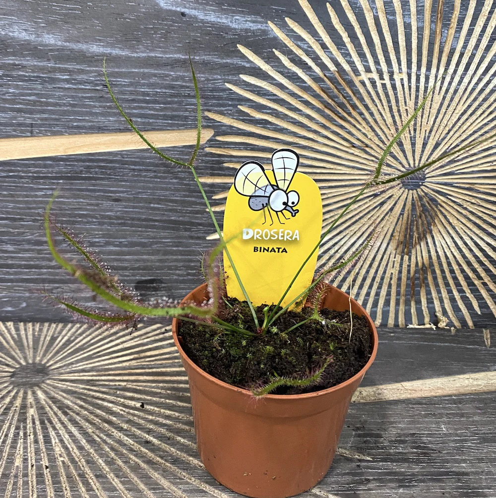 Drosera Binata – Roua cerului