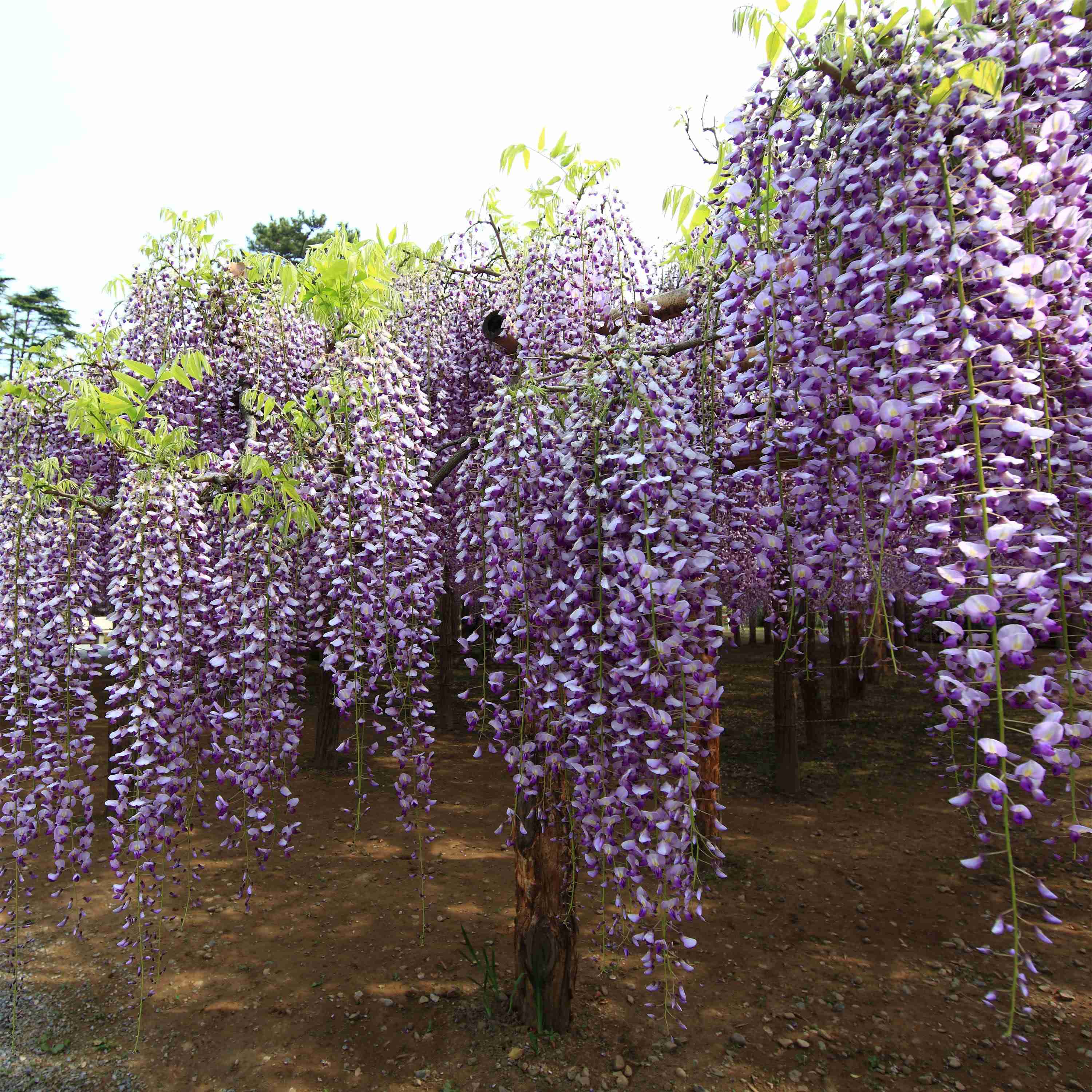 Glicina cu flori uriase – Wisteria floribunda 'Macrobotrys’ (flori parfumate)