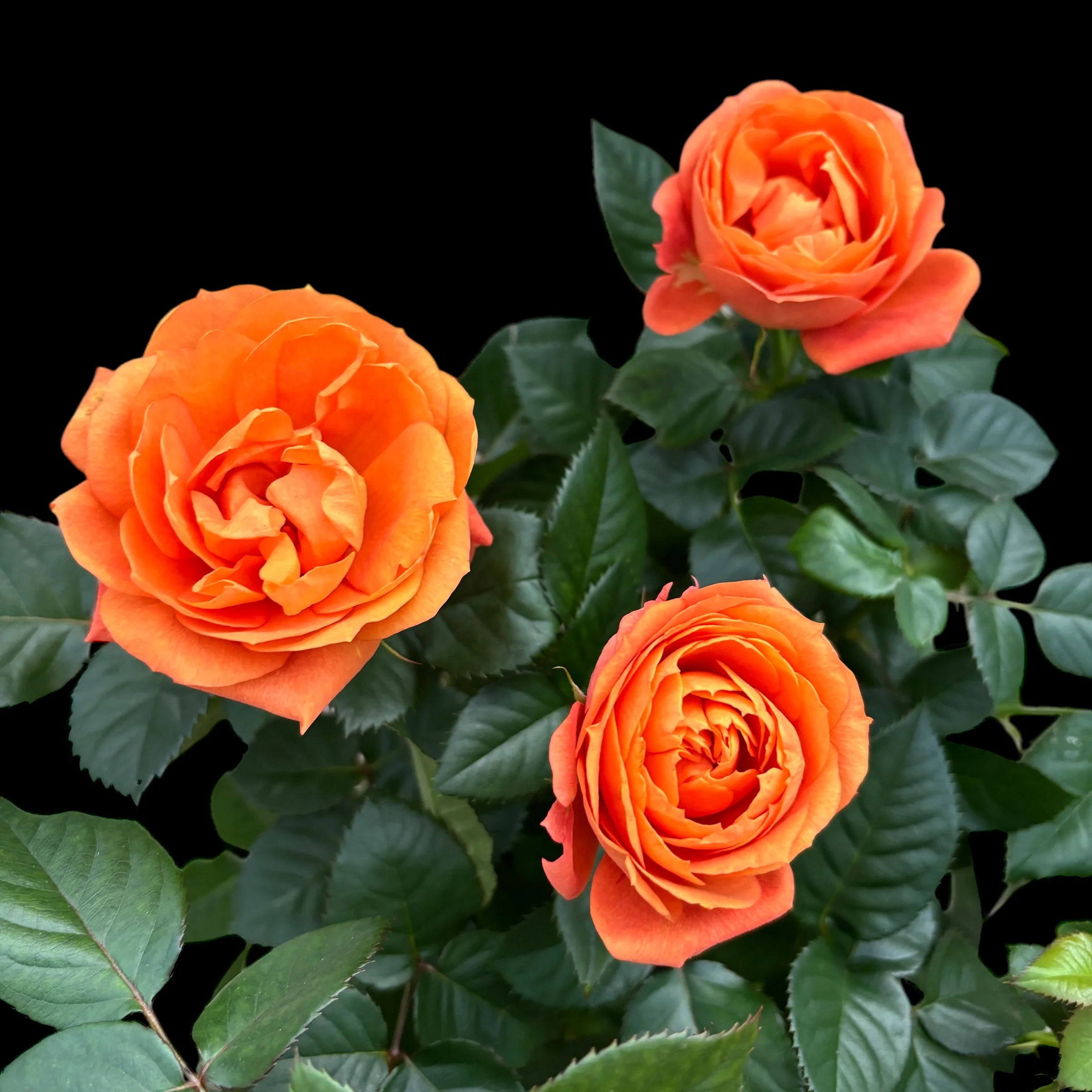 Trandafiri pitici portocalii de gradina – Rosa 'Orange Jewel’ (3 plante/ghiveci) flori XL