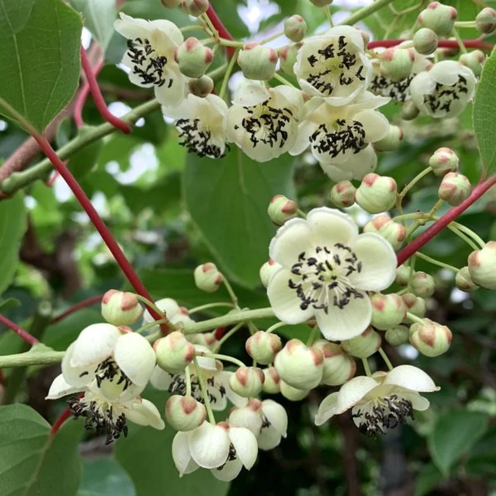 Kiwi – Actinidia arguta 'Weiki’ (mascul polenizator)
