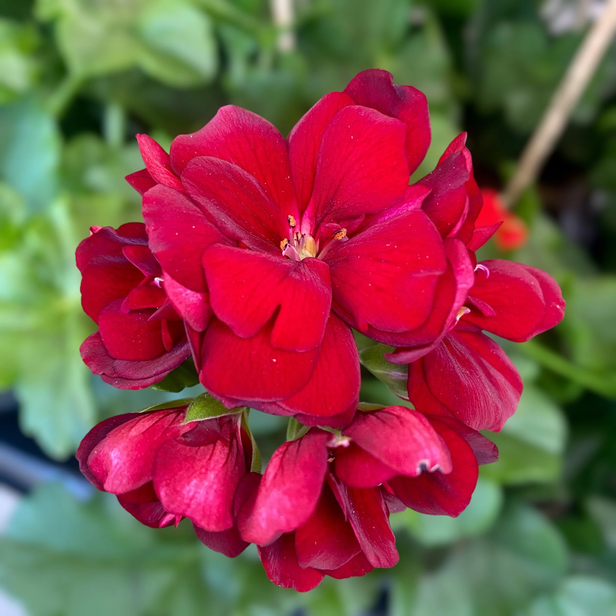Pelargonium (Peltatum Grp) 'Double Dark Red’ – muscate cu flori duble rosii