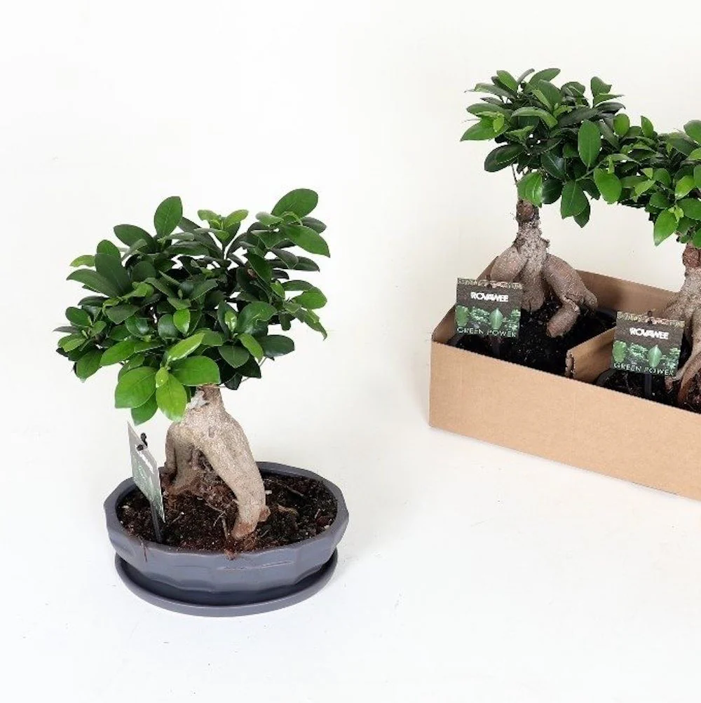 Bonsai Ficus Microcarpa Ginseng H40 cm (farfurie inclusa)