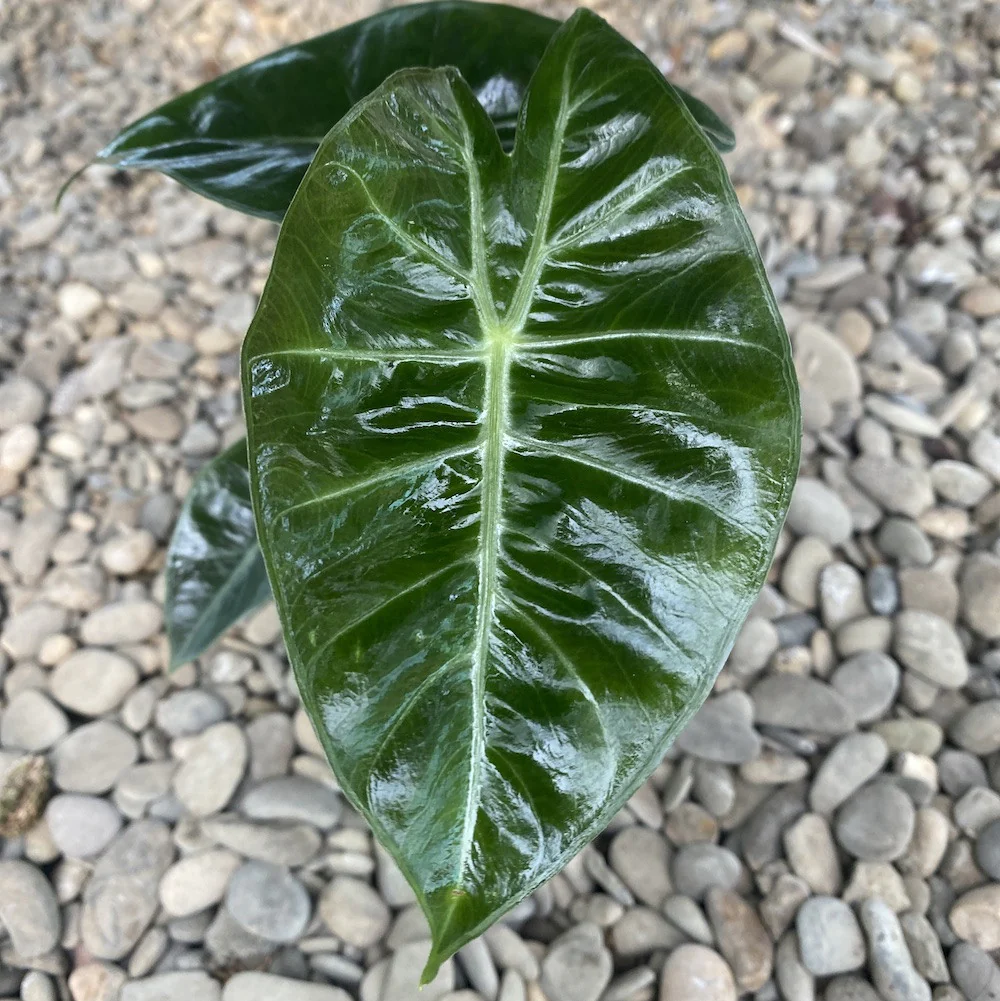 Alocasia baginda 'Pink Dragon’ *babyplant