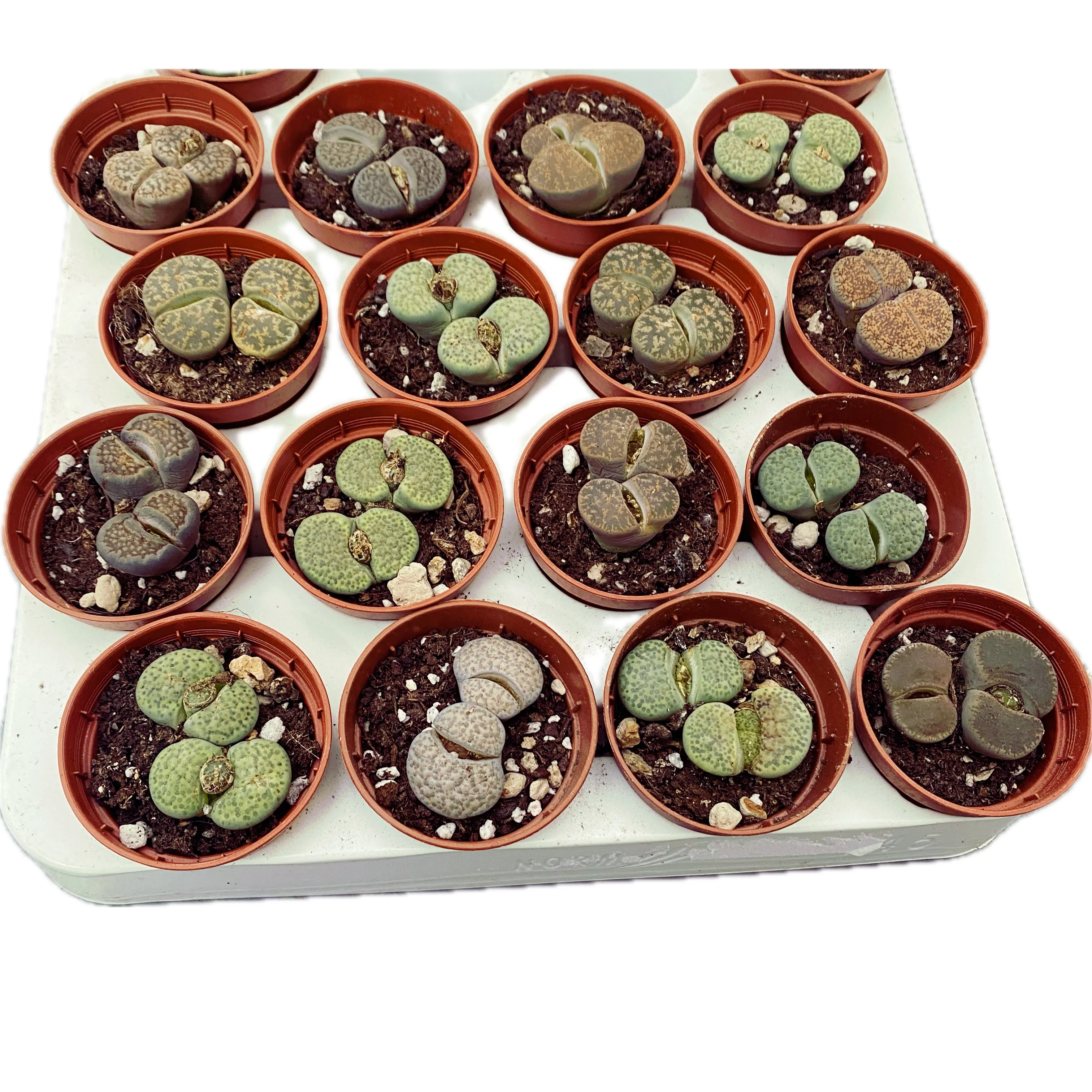 Lithops mix mini – varietati speciale