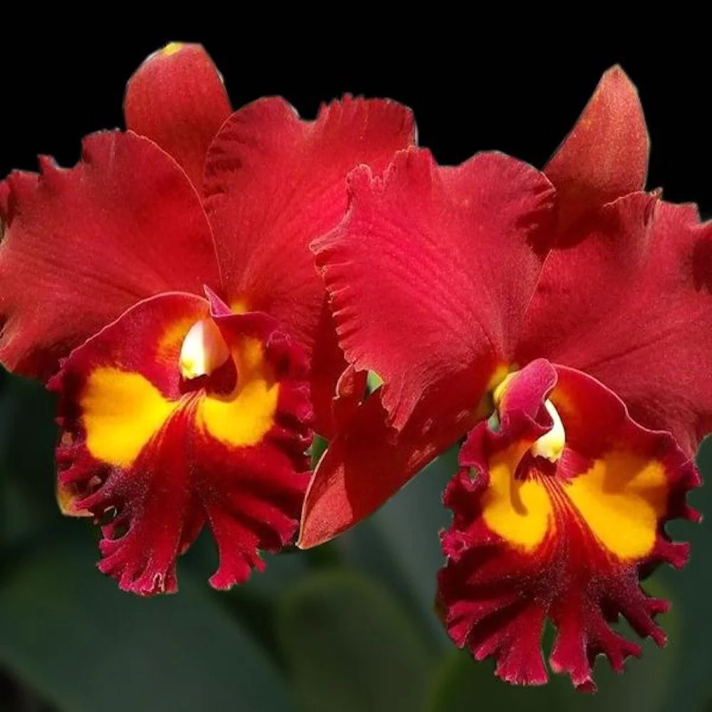 Rlc. Phet Paithoon 'Rambutan’