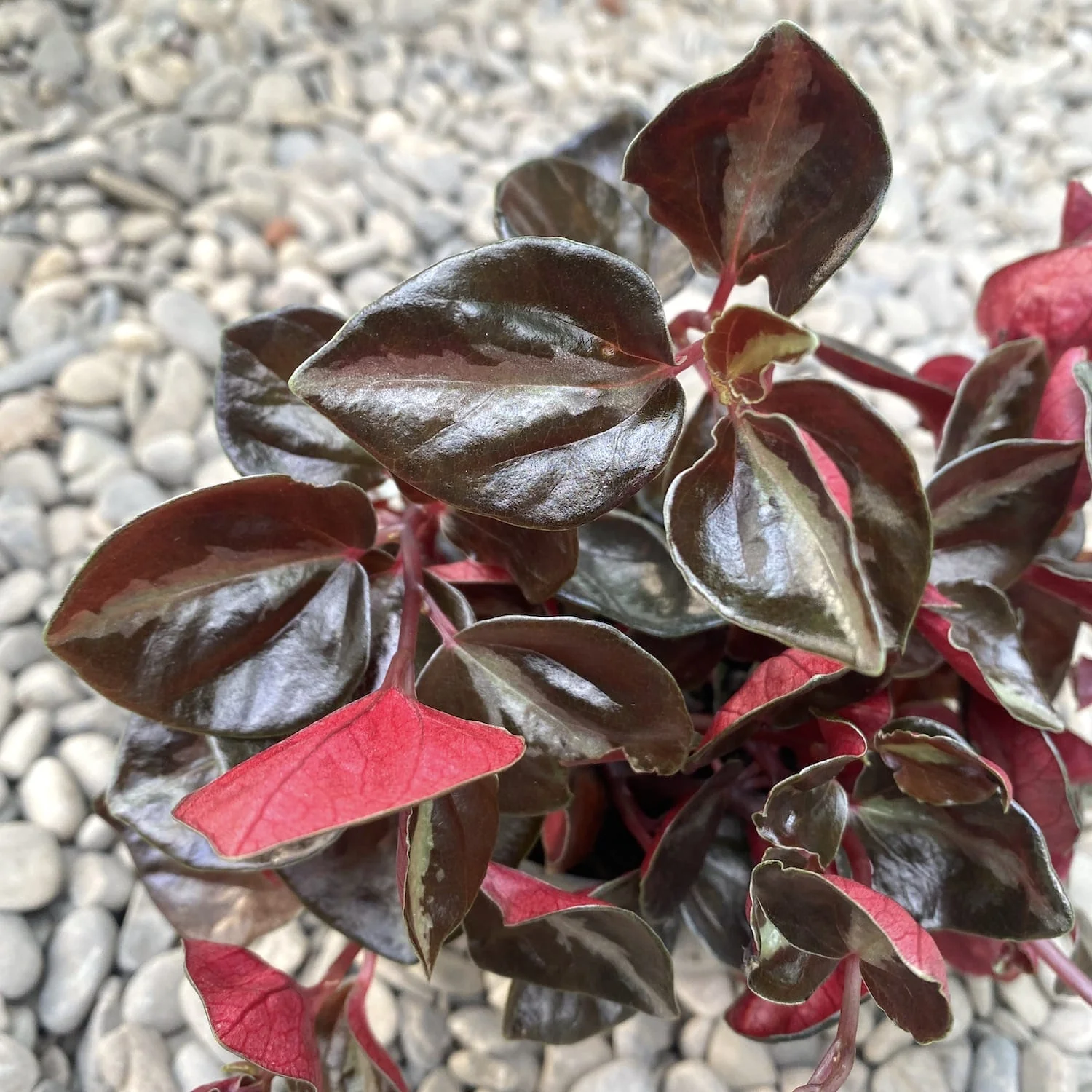 Peperomia columbiana