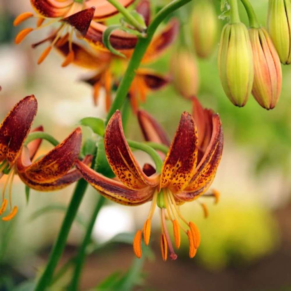 Lilium 'Arabian Knight’ – Crini Martagon de gradina