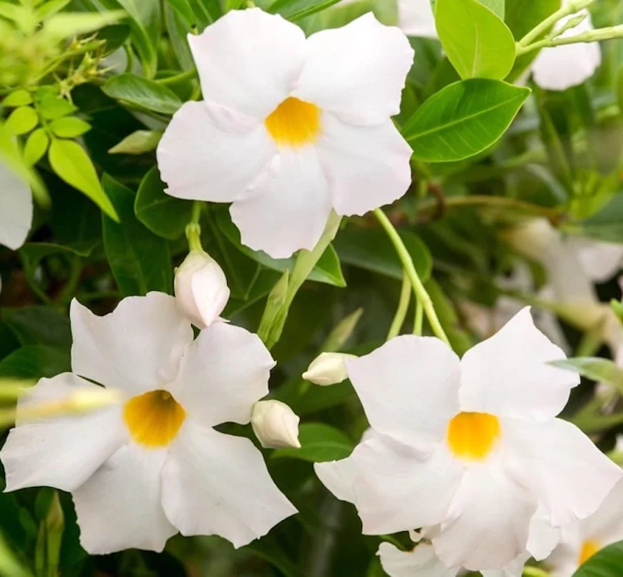 Mandevilla Jade White (flori parfumate albe) – 3 plante/ghiveci