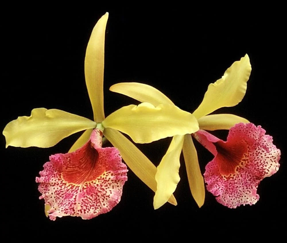 Bc. Keowee 'Mendenhall’ AM/AOS parfumata