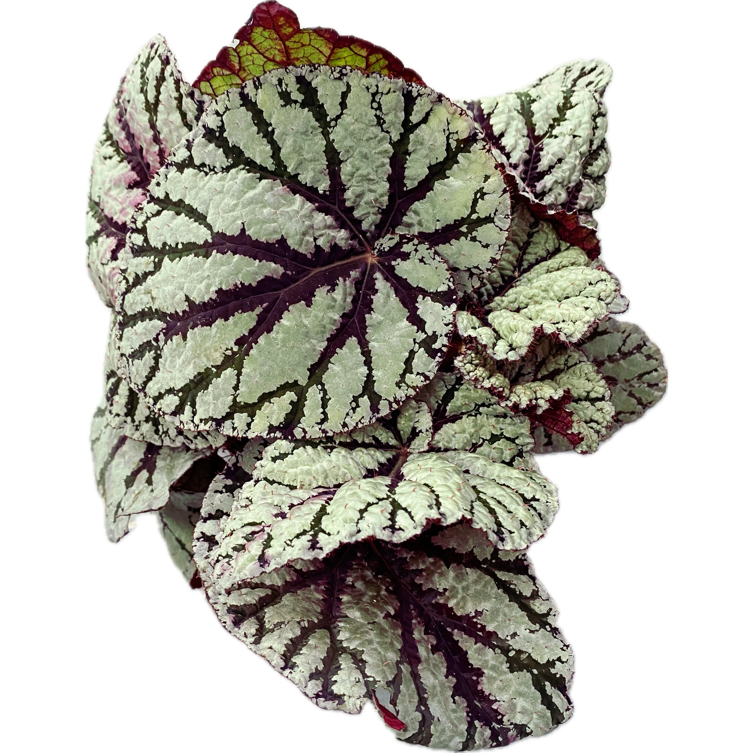 Begonia Magic Colours 'Fedor’