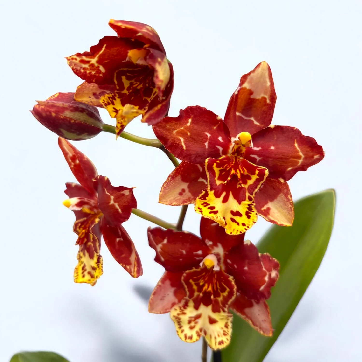 Oncostele Eye Candy 'Pinkie’ – parfumata