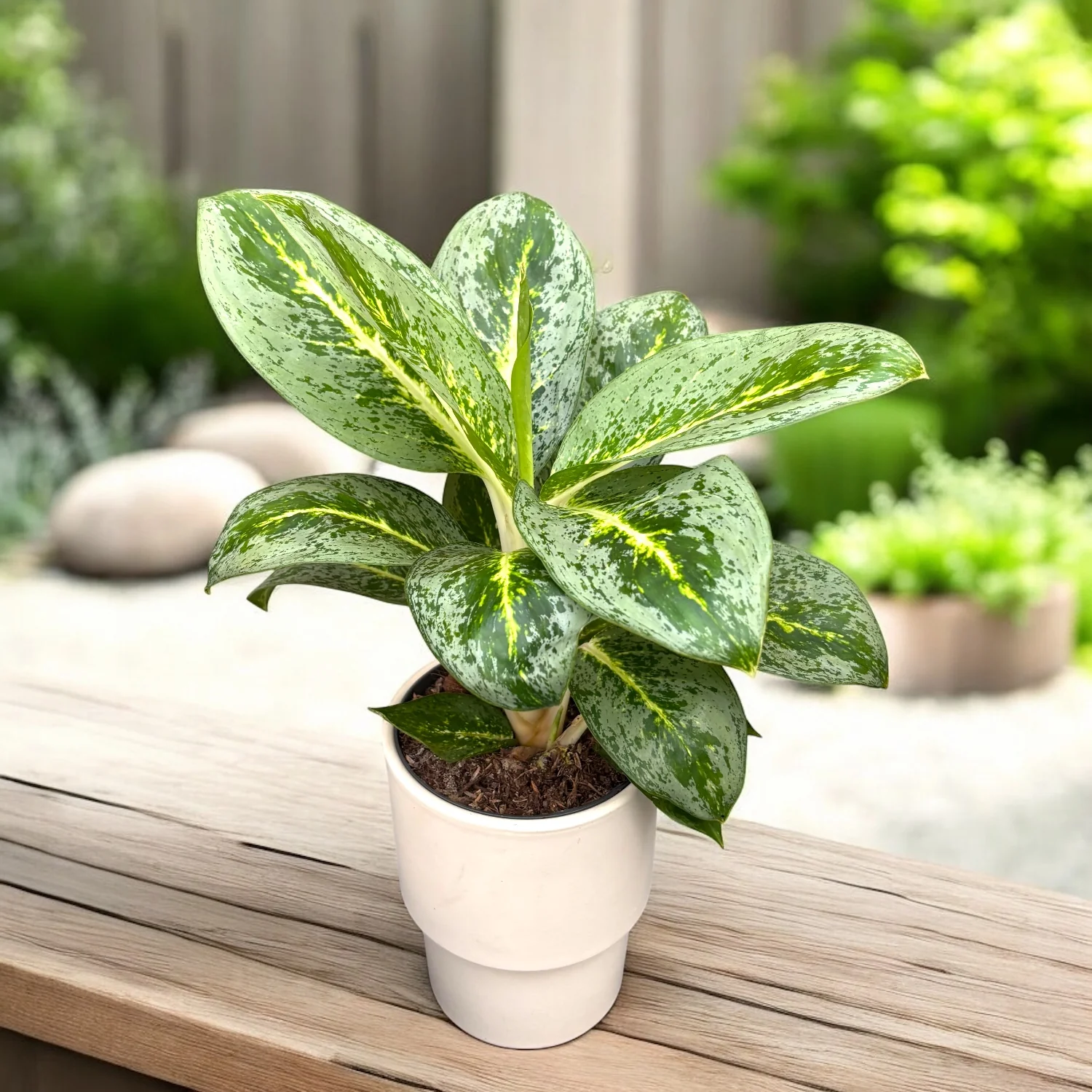 Aglaonema 'Lemont Mint’