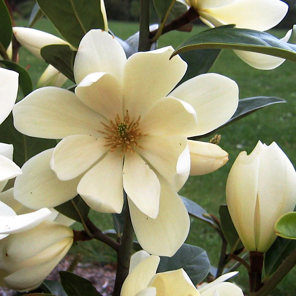 Magnolia Michelia 'Fairy Magnolia Cream’ – flori parfumate D19