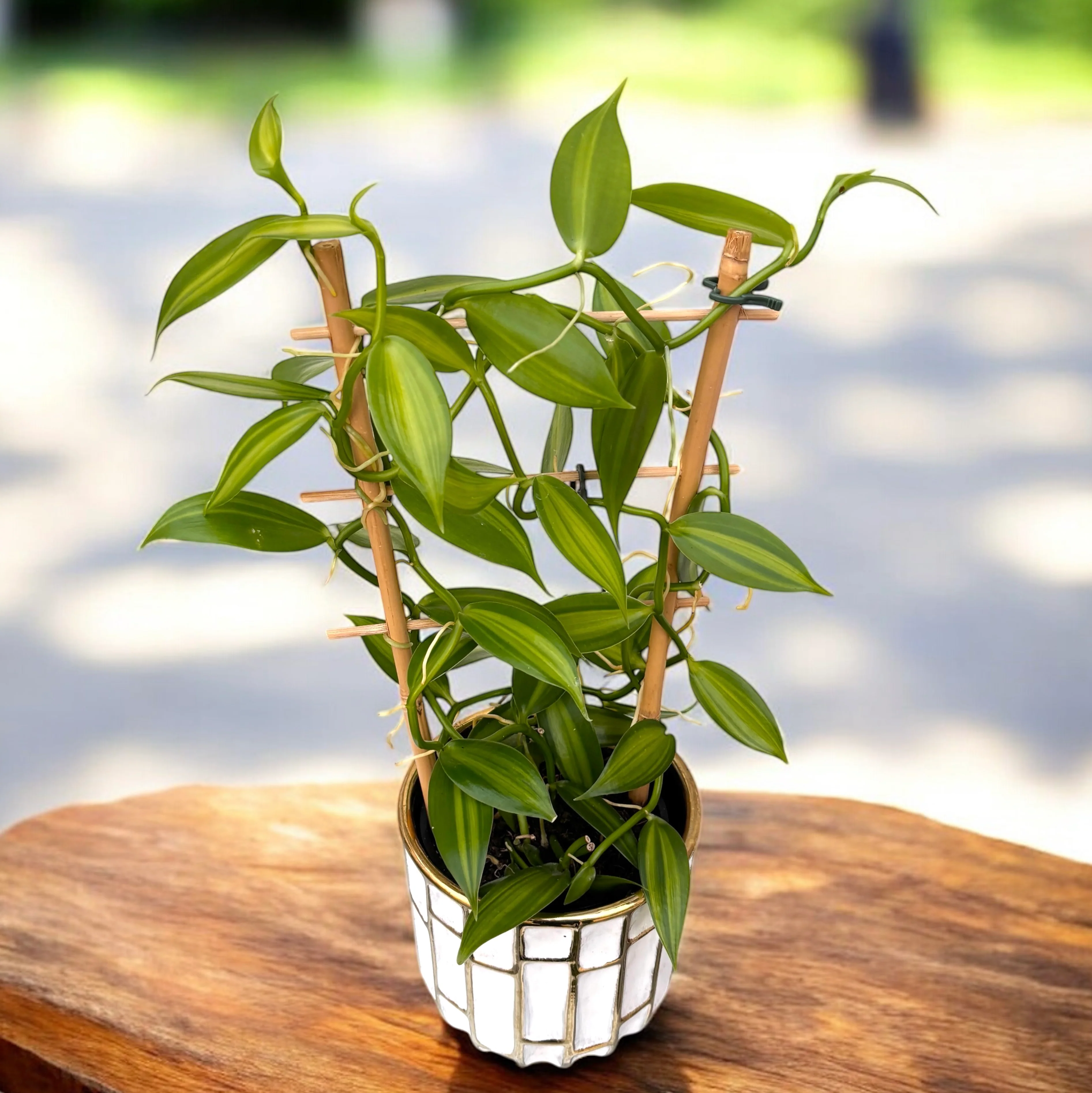 Vanilla planifolia 'Variegata’ – Orhideea de vanilie – exemplare XL