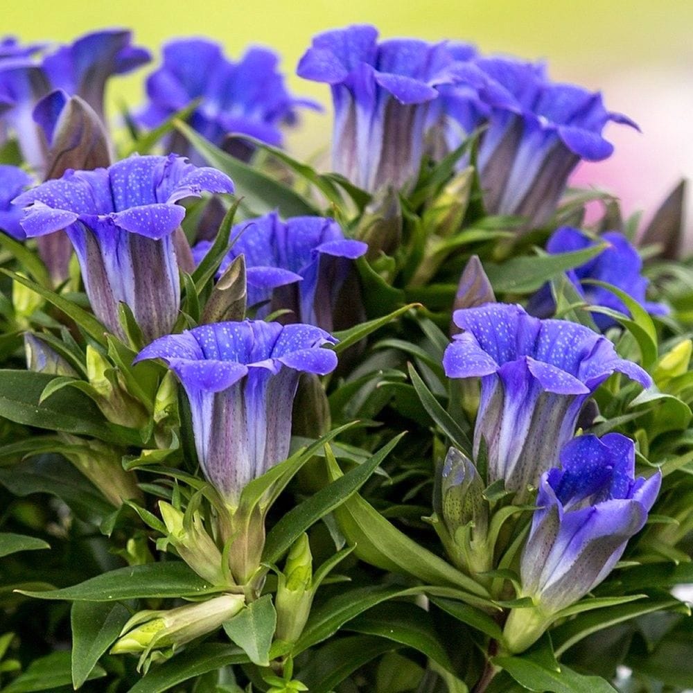 Gentiana scabra 'Rocky Diamond Blue Heart’