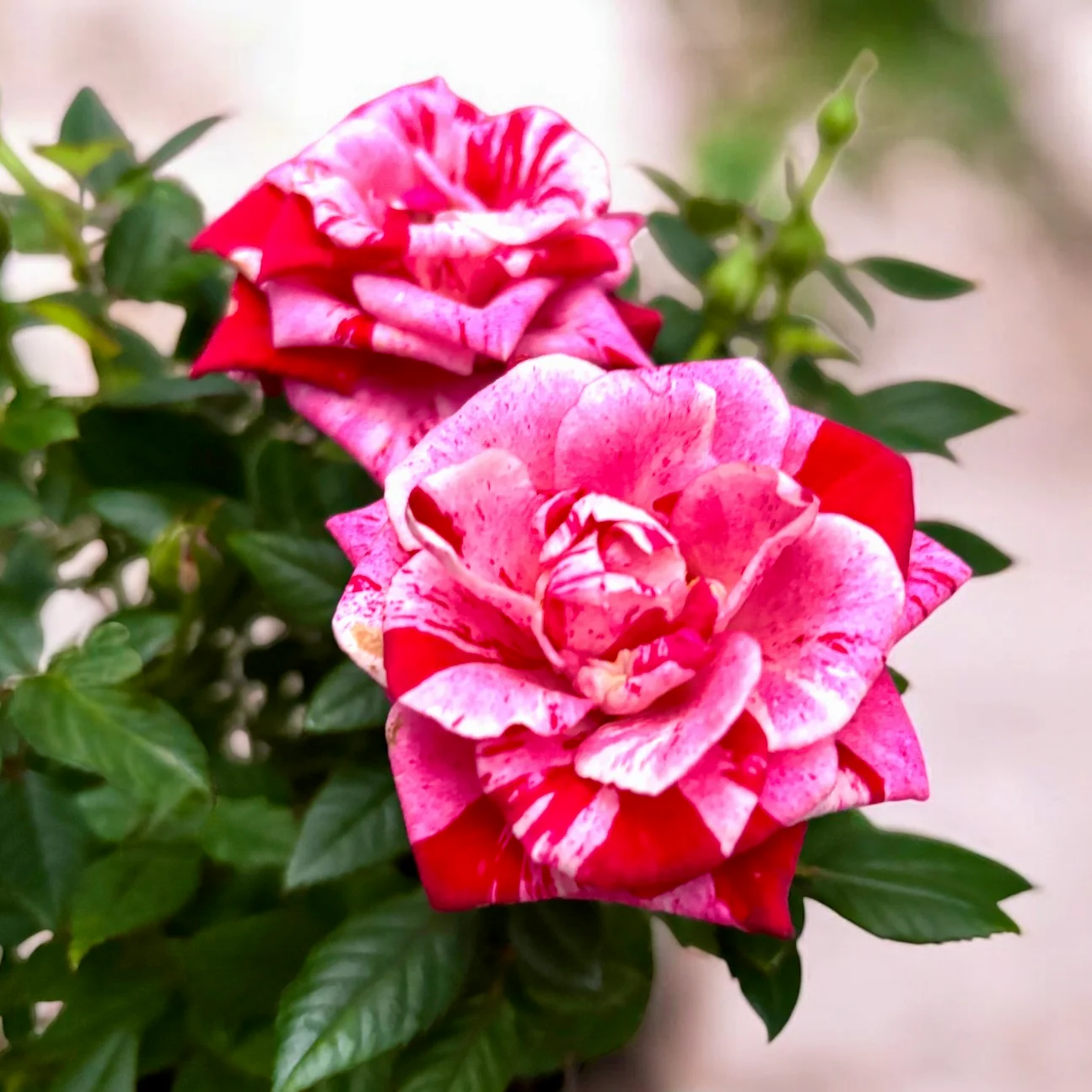 Trandafiri parfumati Rosa ‘Ganna’ – 3-4 plante/ghiveci, pentru gradina, terasa sau balcon